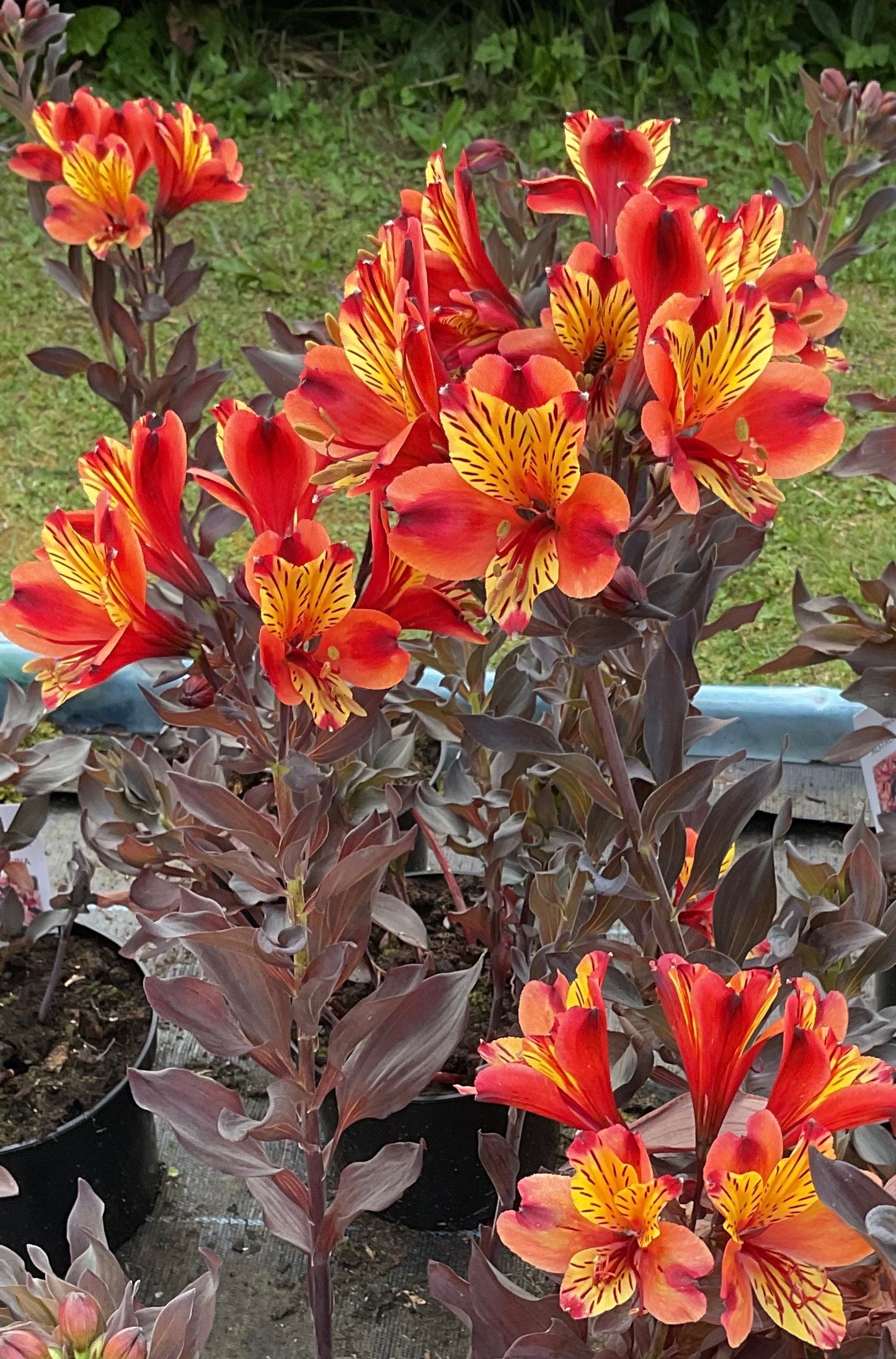 Alstromeria ‘Indian Summer’ P21