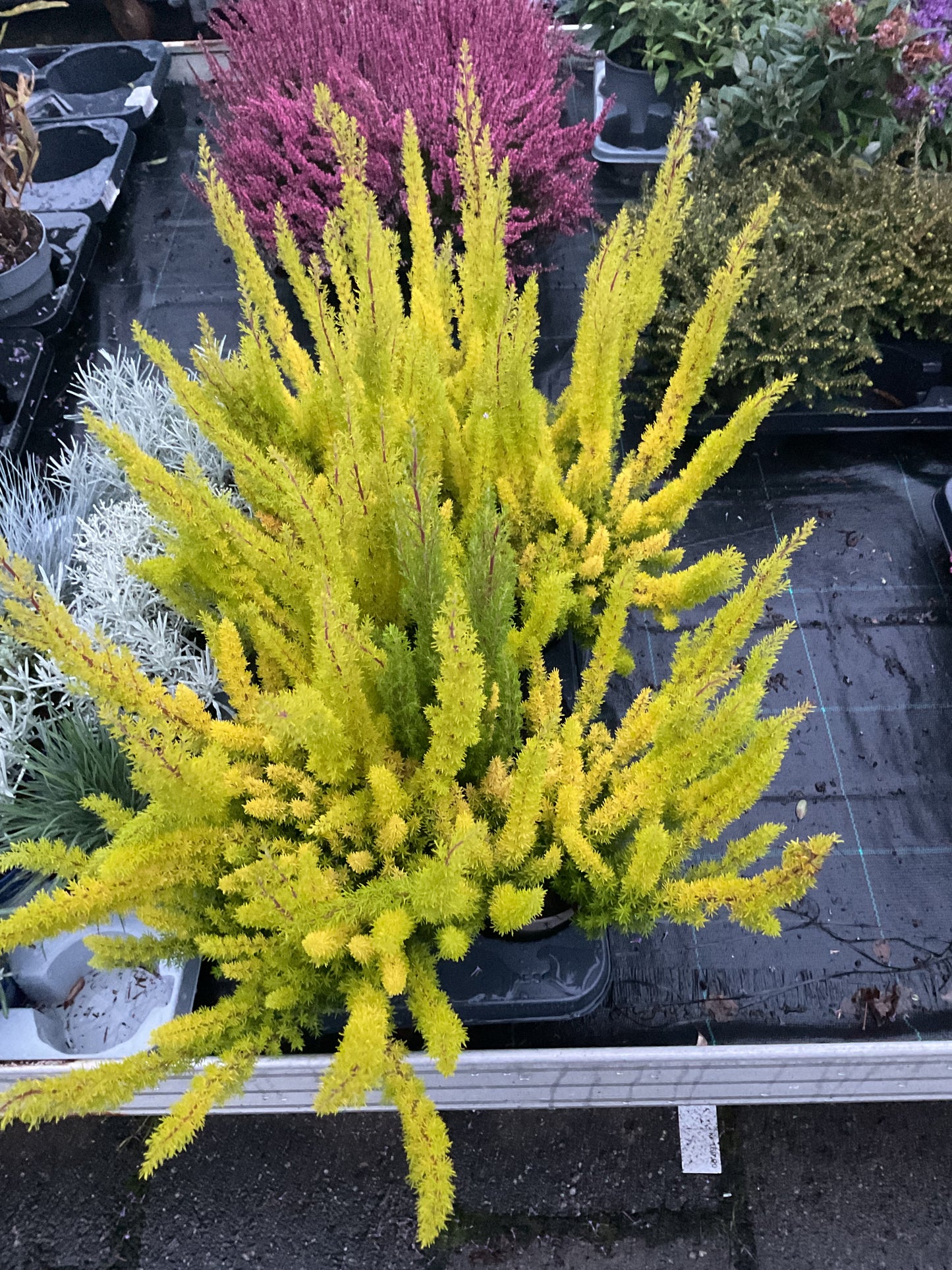 Erica arborea ‘Alberts Gold’ P11