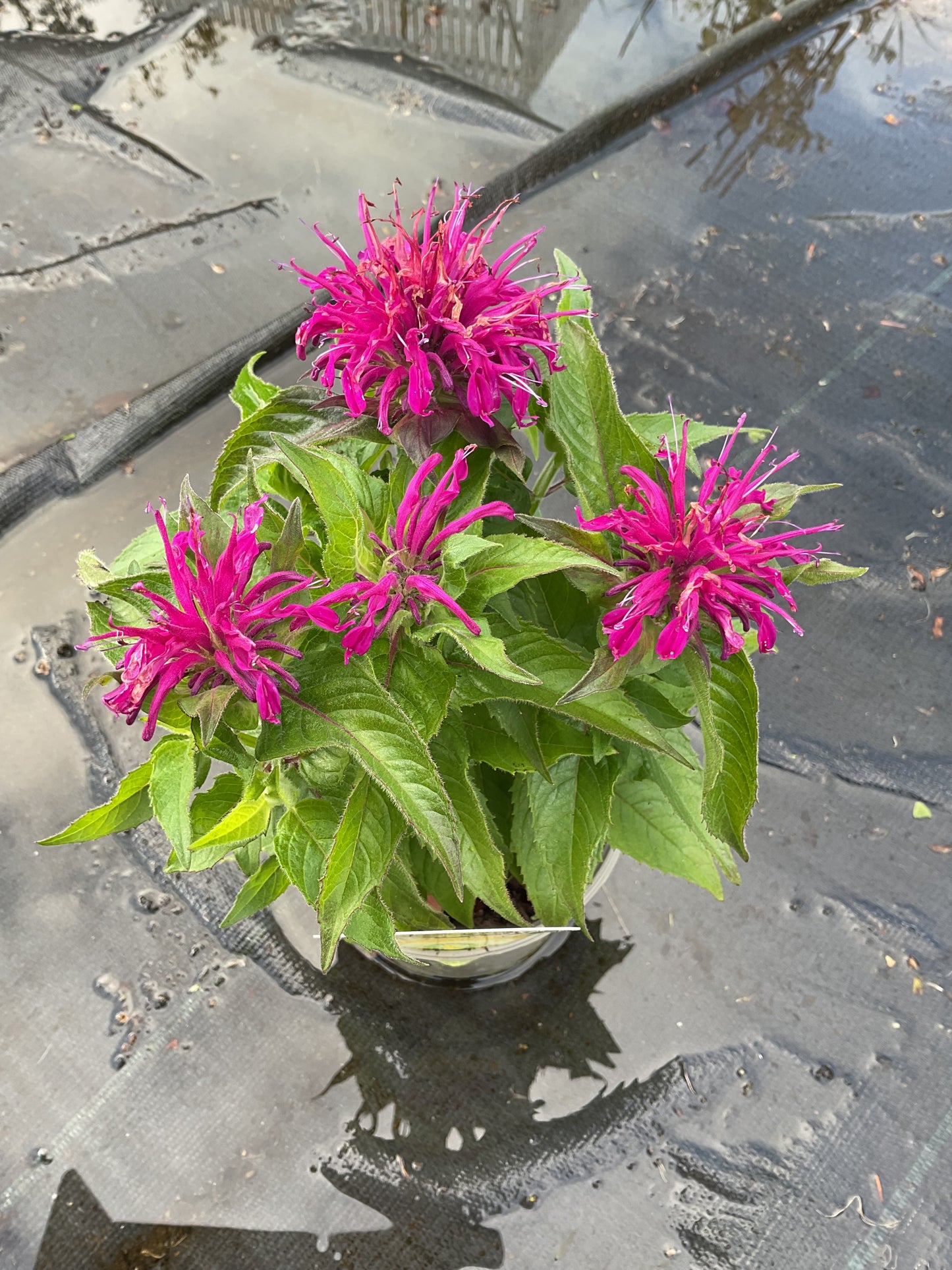 Monarda didyma ‘Pink Lace’ P13