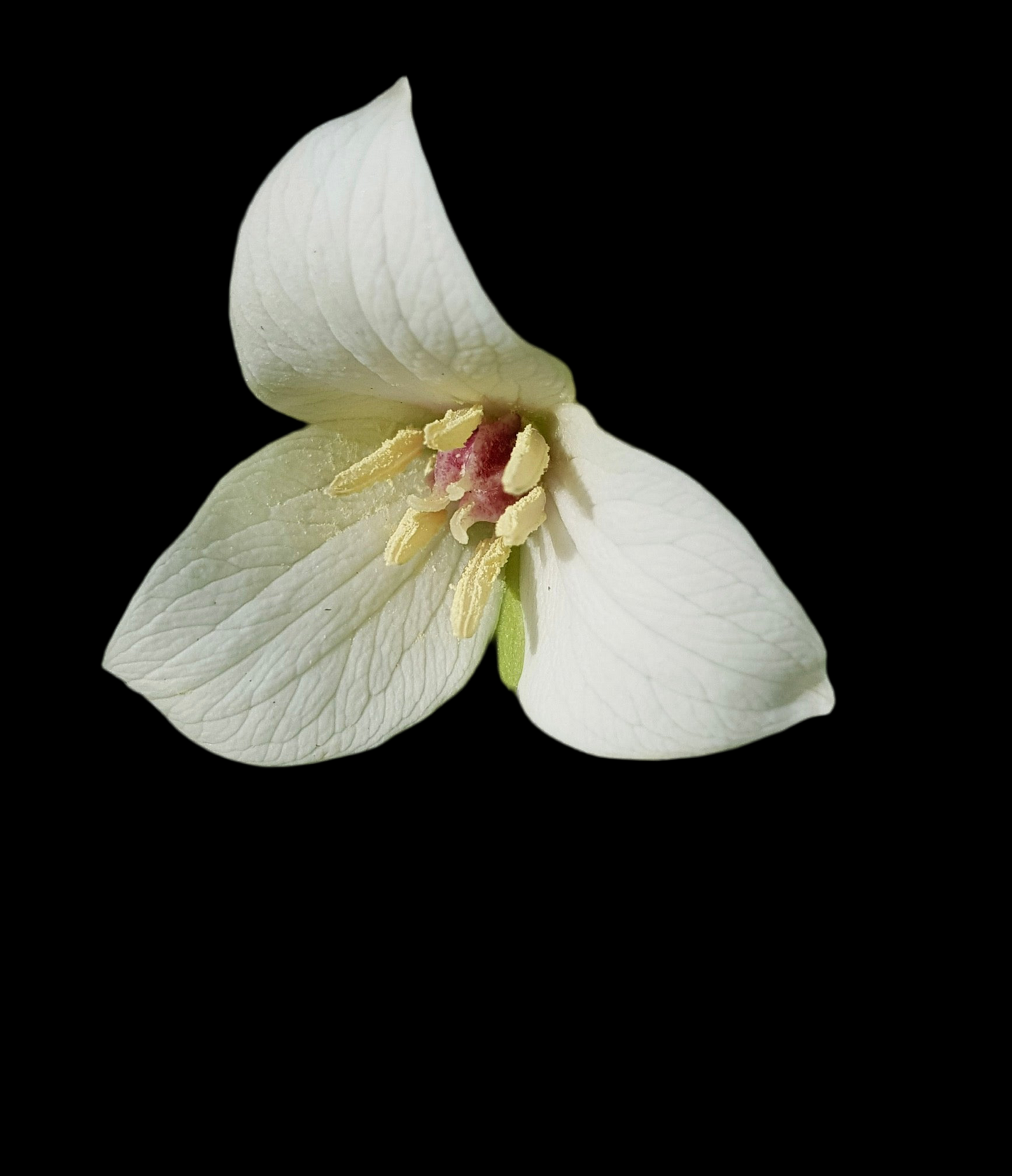 Trillium hybrid med mørkt øye