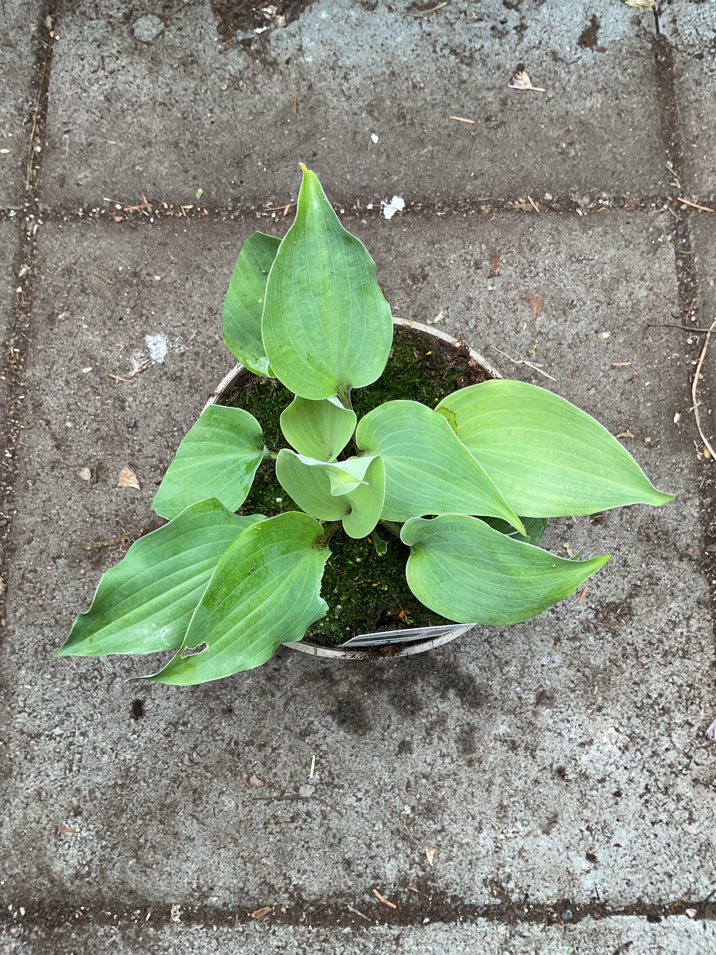 Hosta ‘Holar Rising Flame’ P15