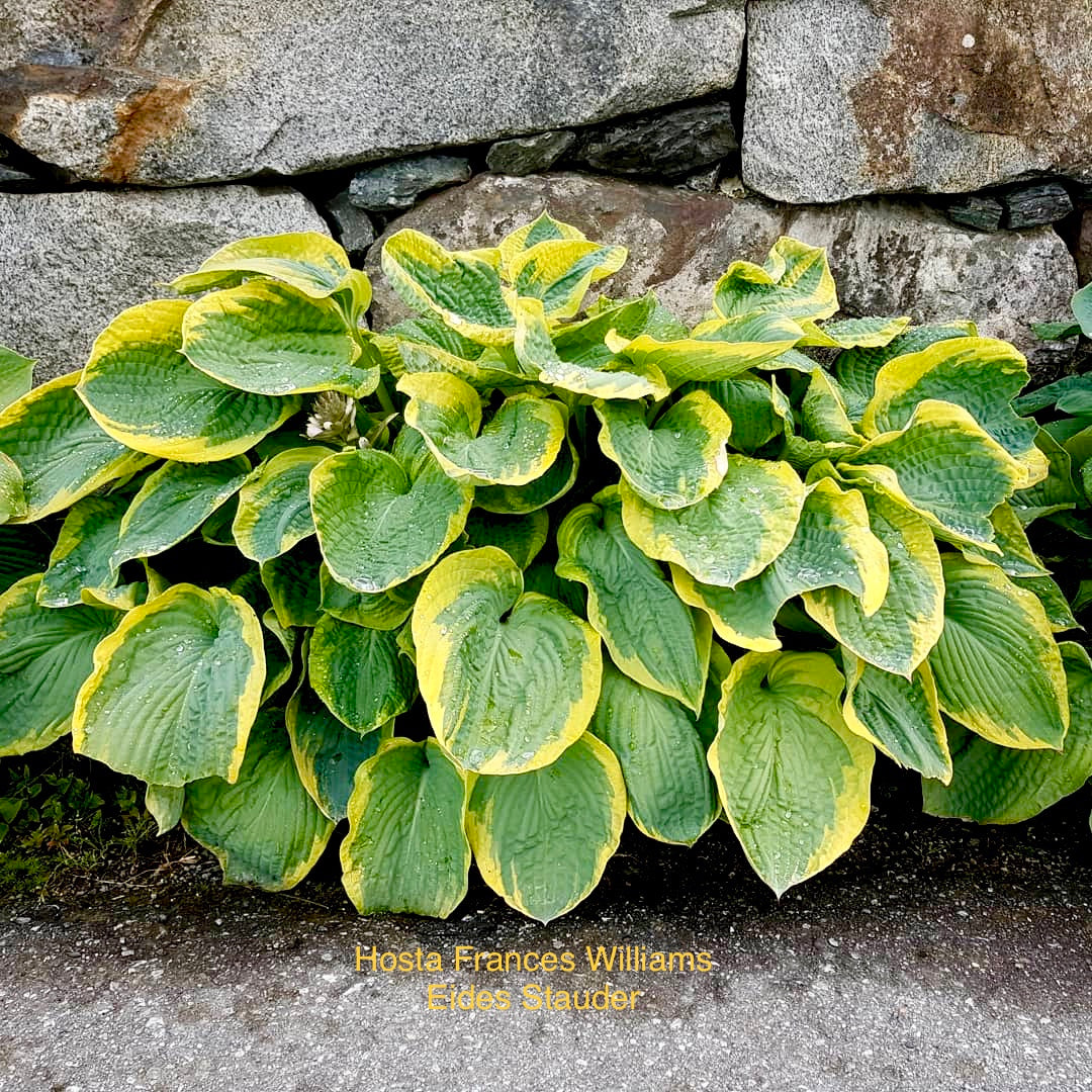 Hosta ‘Frances Williams’