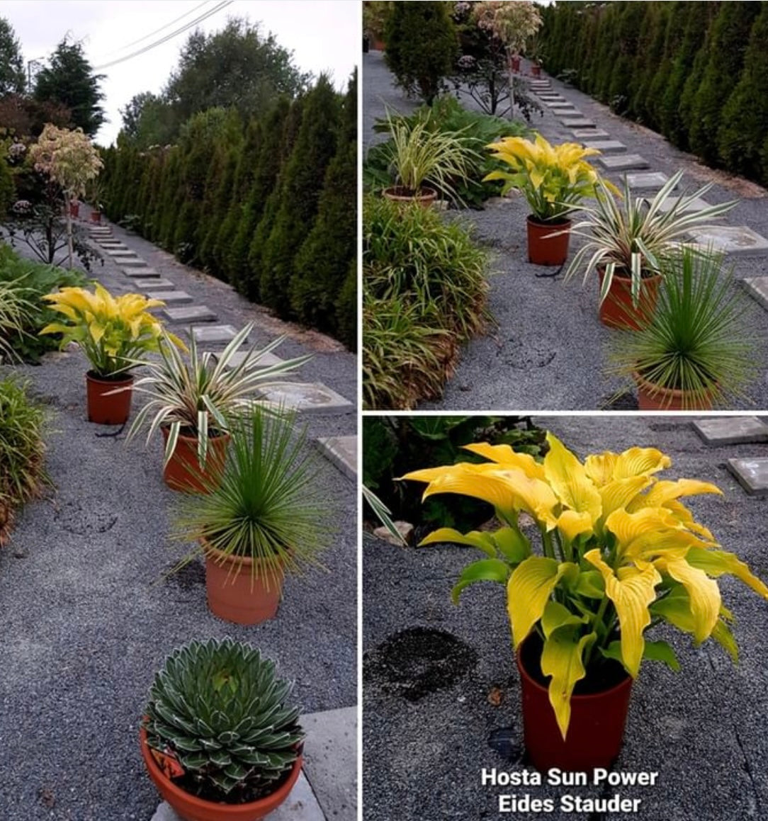 Hosta ‘Sun Power’ P15