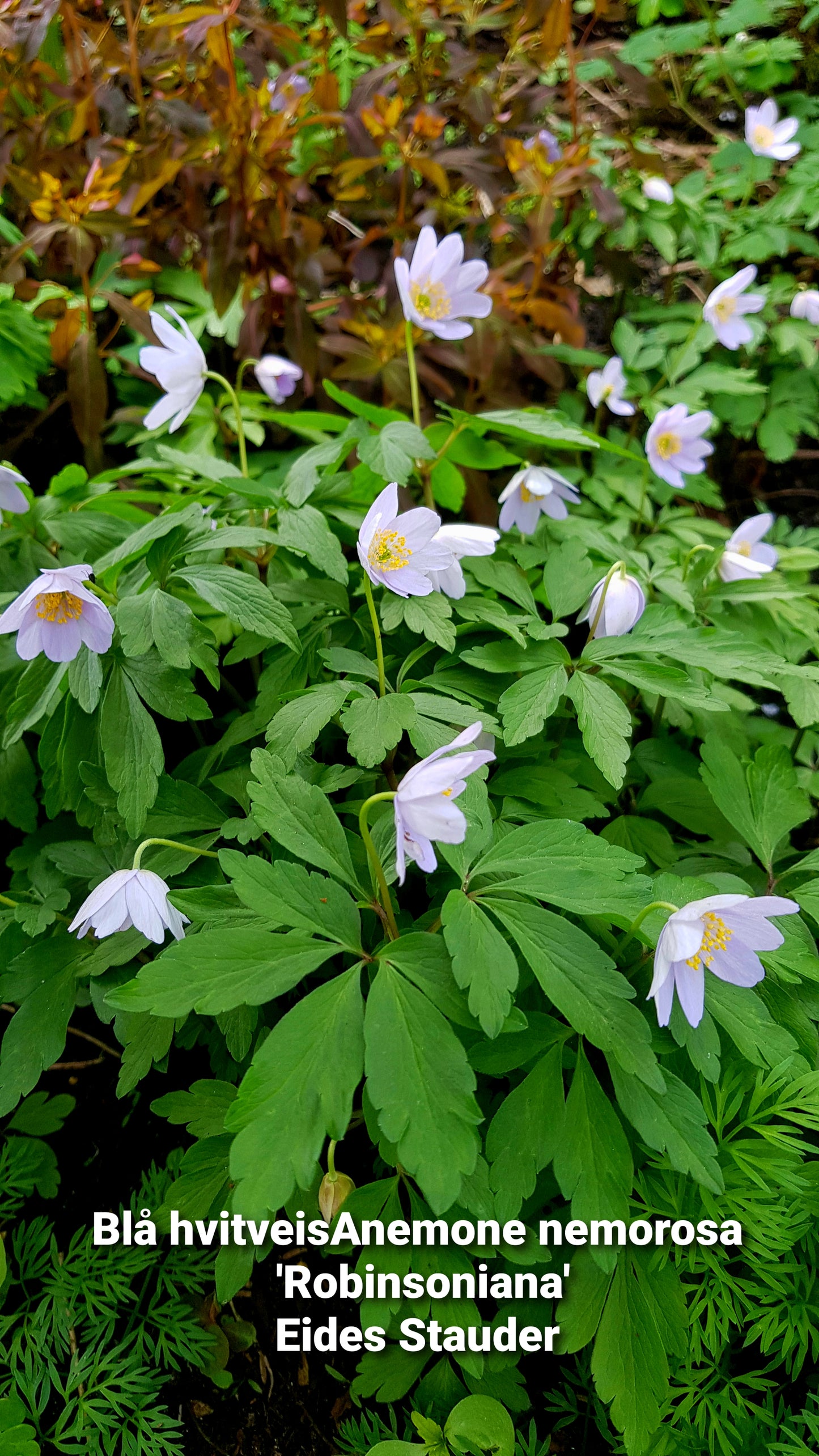 Anemone nemorosa ‘Robinsoniana’