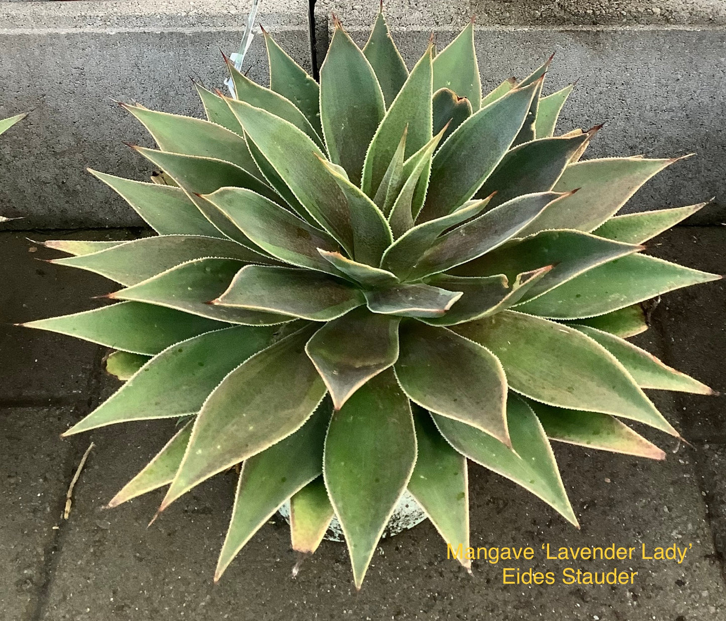 Mangave ‘Lavender Lady’