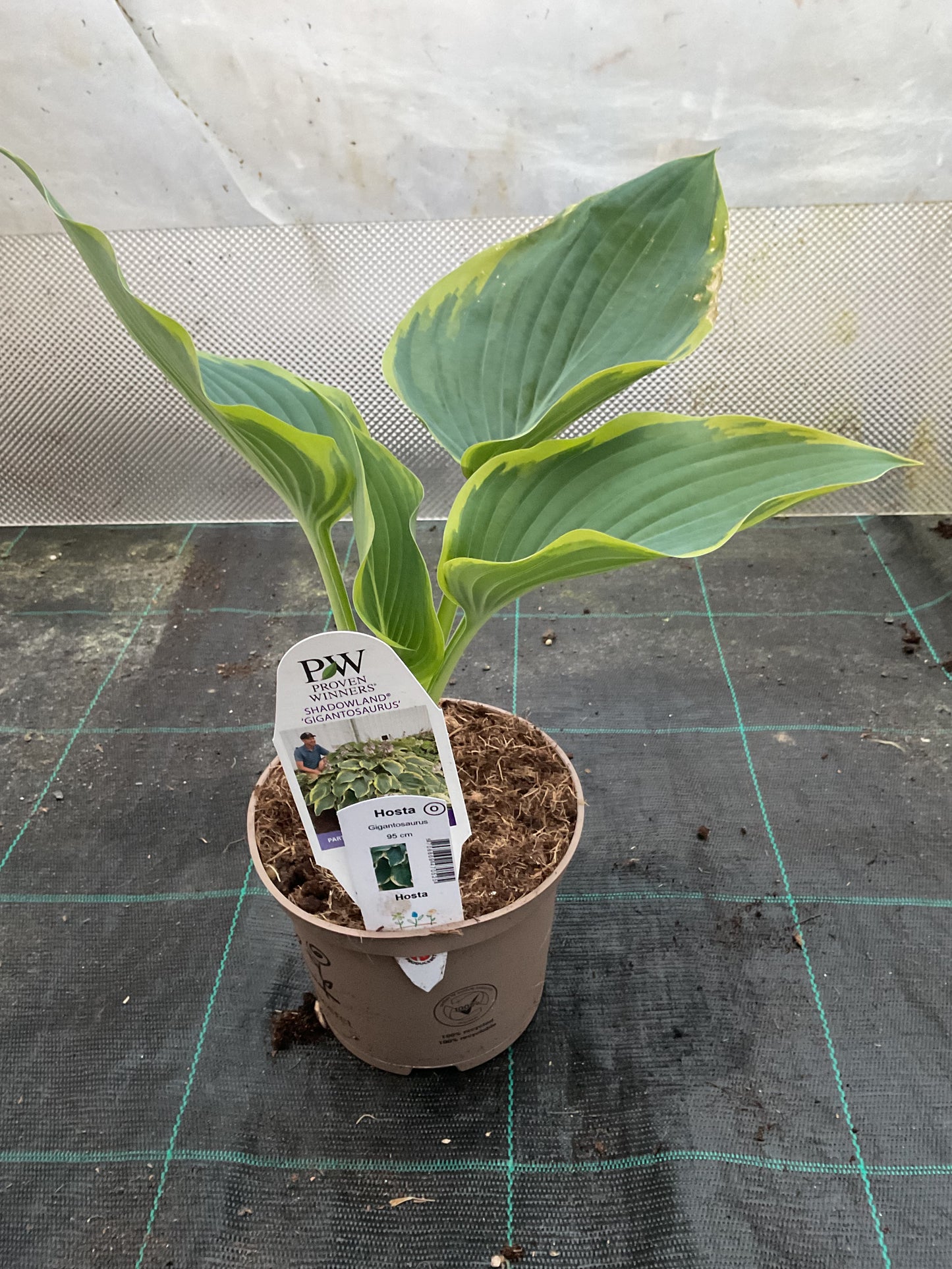 Hosta ‘Gigantosaurus’ P15
