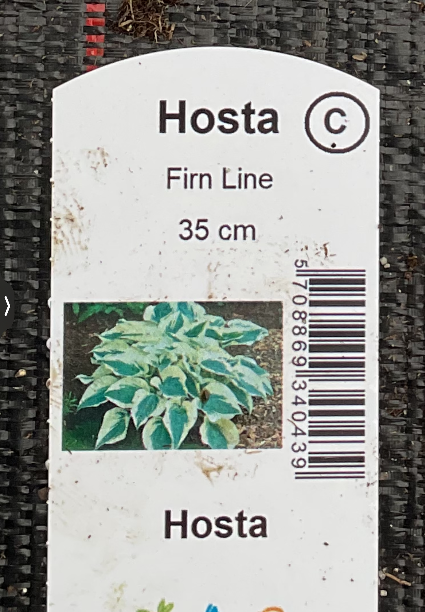 Hosta ‘Firn Line’ P15