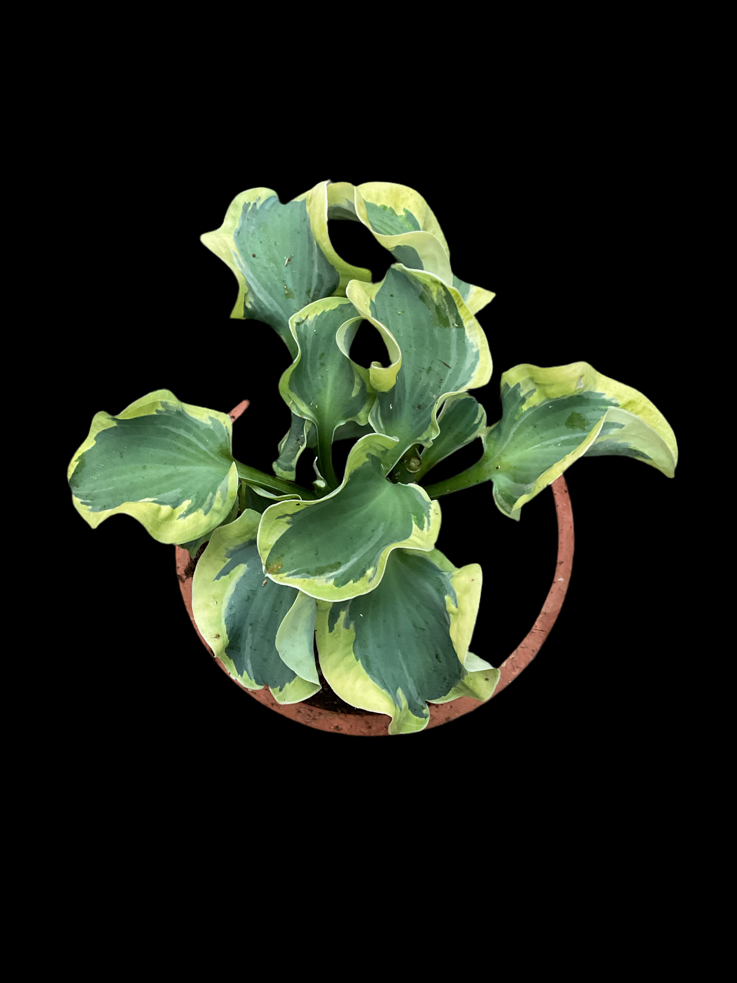 Hosta ‘Smiling Mouse’