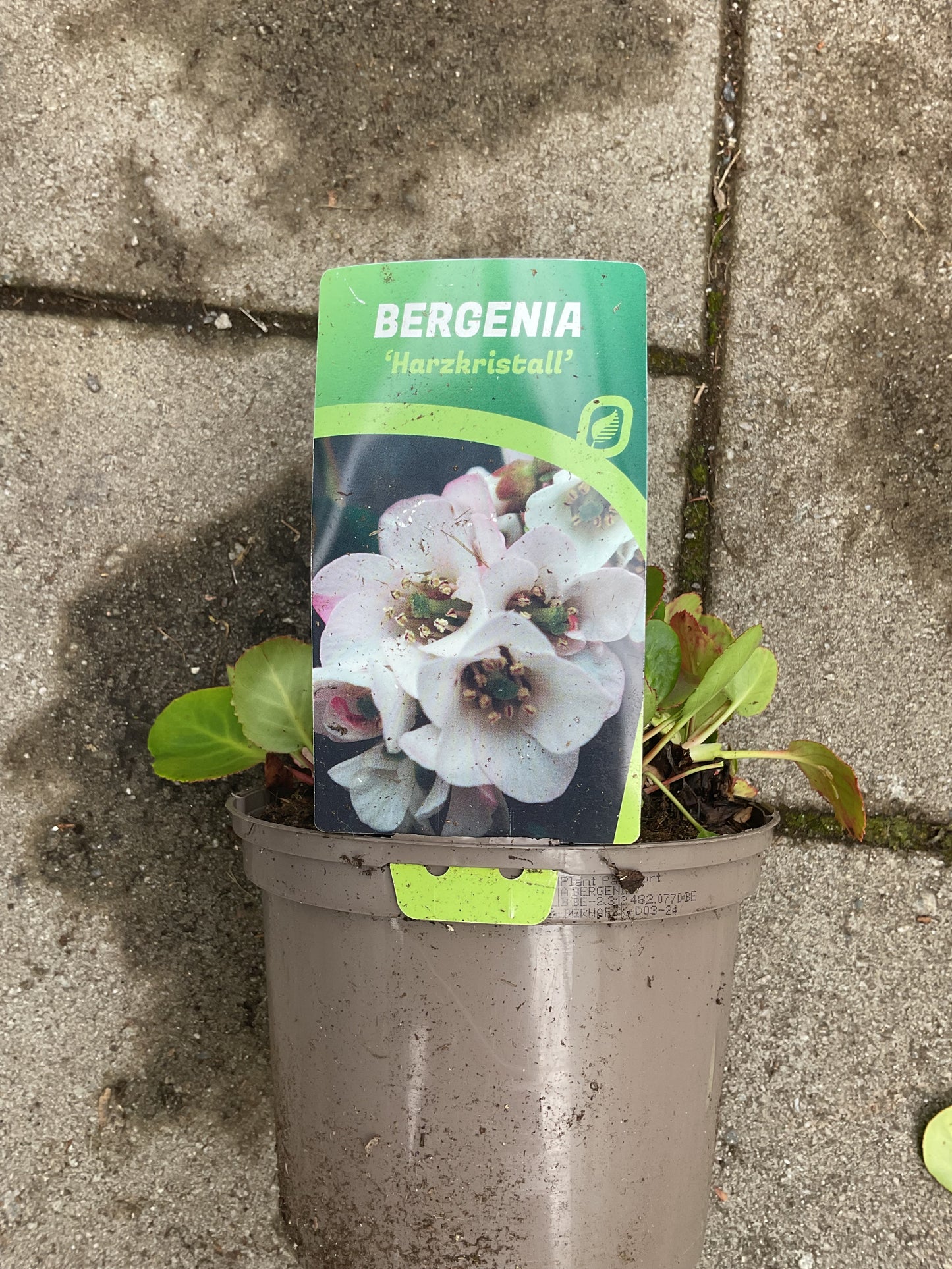 Bergenia cordifolia ‘Harzkristall’ P17