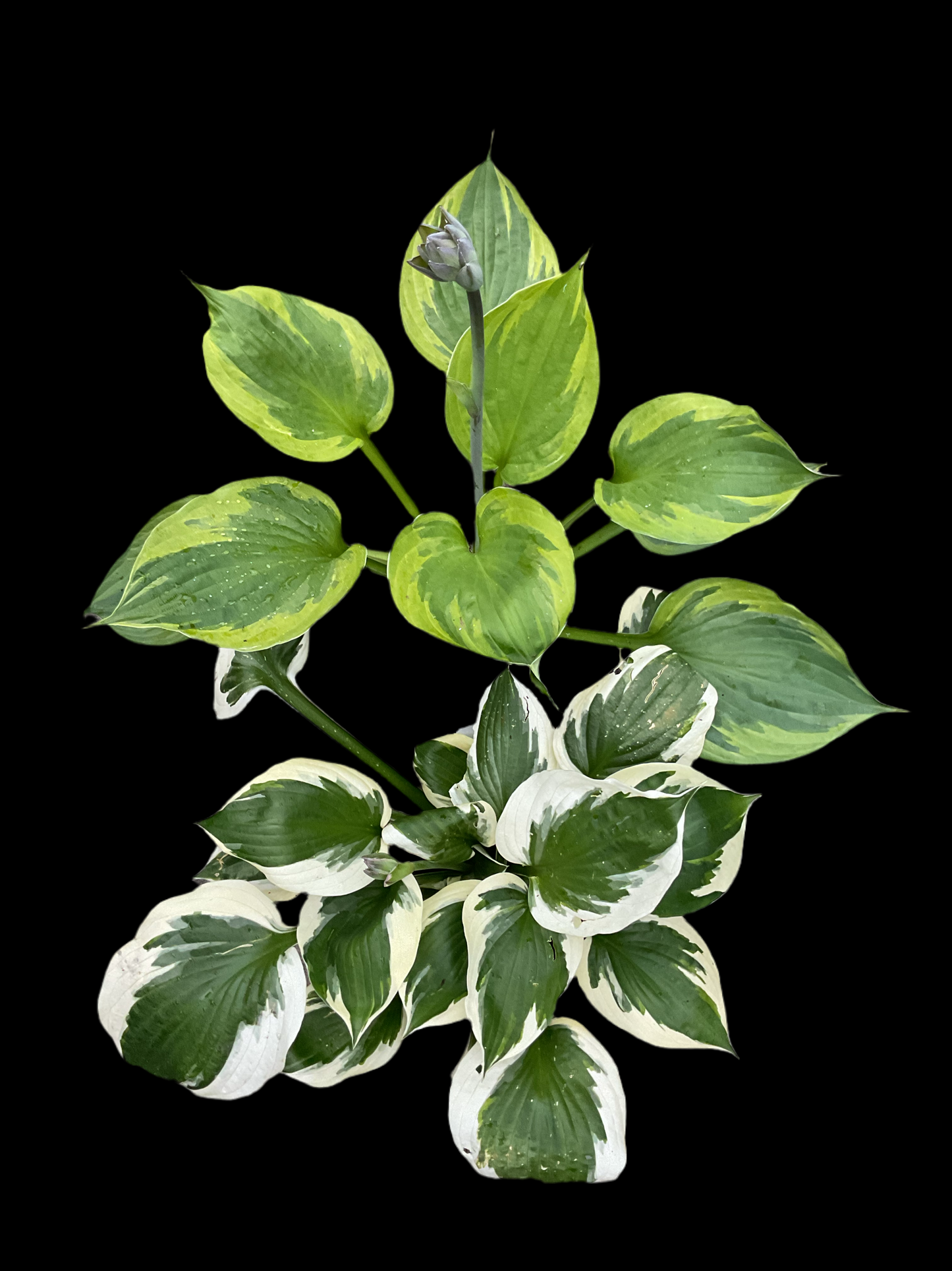 Hosta ‘Green Patriot’