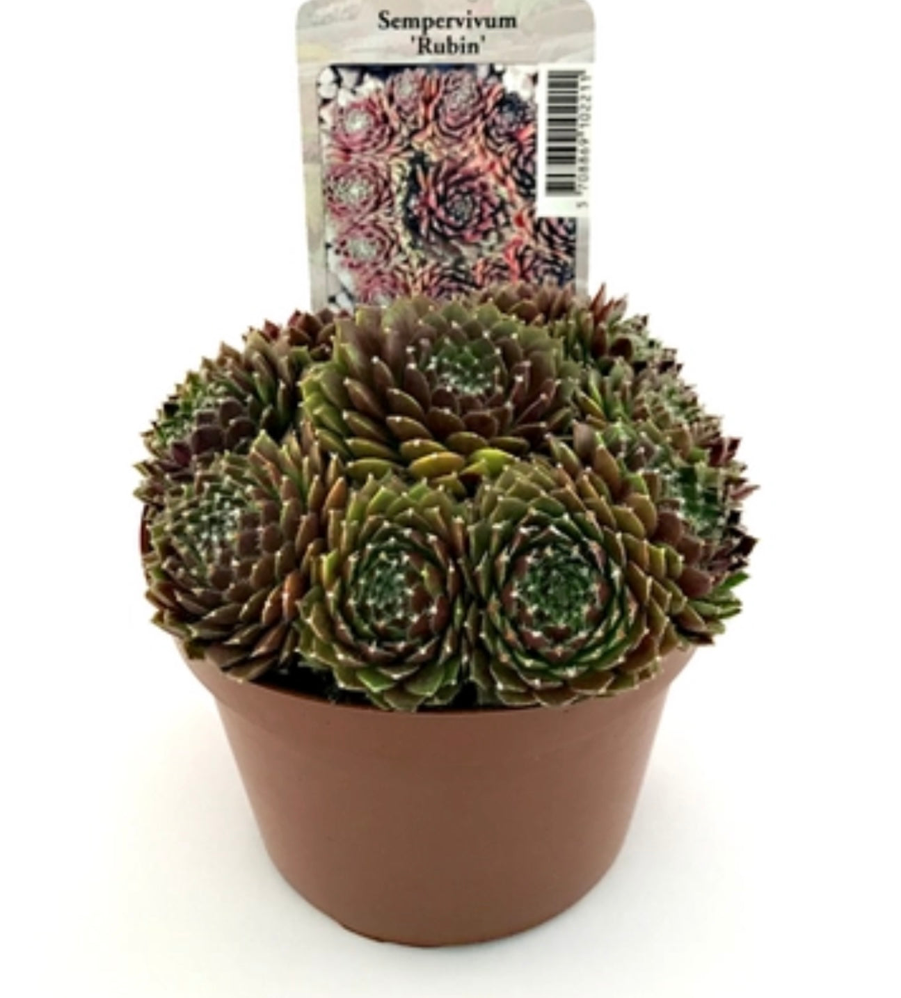 Sempervivum hyb. ‘Rubin’ P11