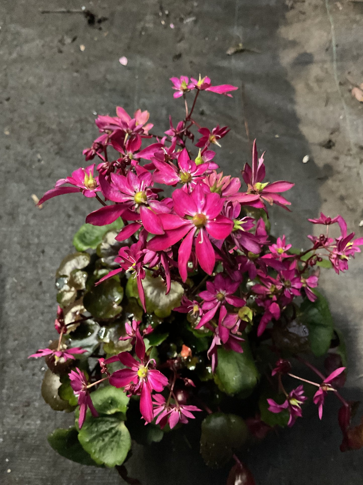 Saxifraga cortusifolia ‘Dancing Pixies Tally’ Rød P13