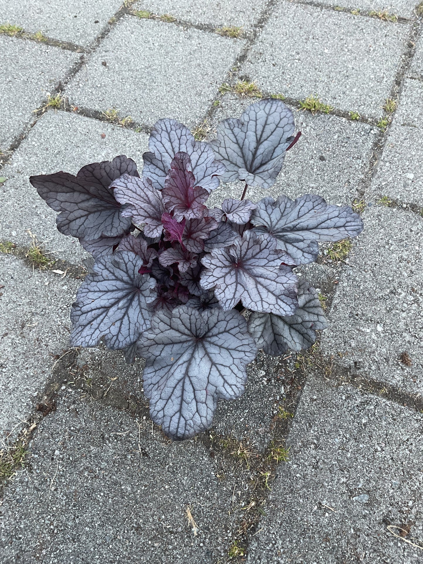Heuchera ‘Shanghai’ P15