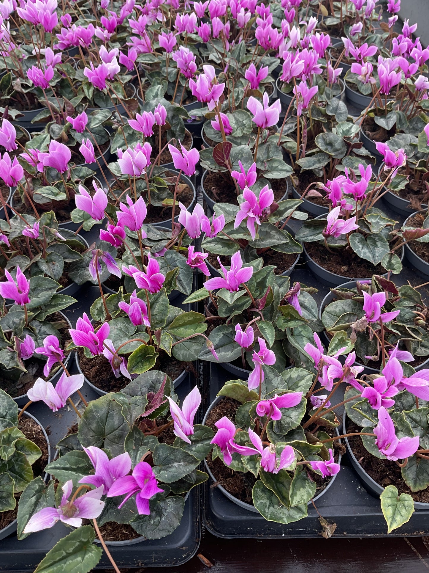 Cyclamen hederifolium ‘Pink’ P11