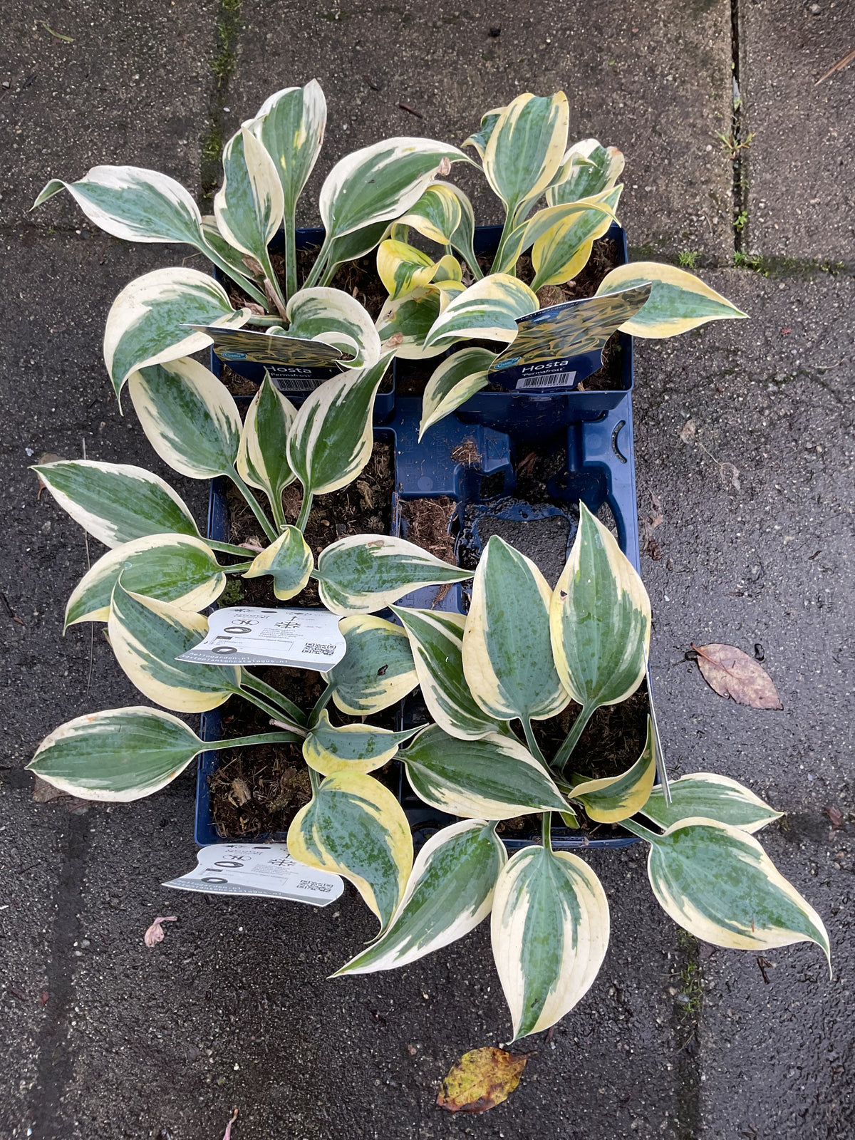 Hosta ‘Permafrost’ P11x11
