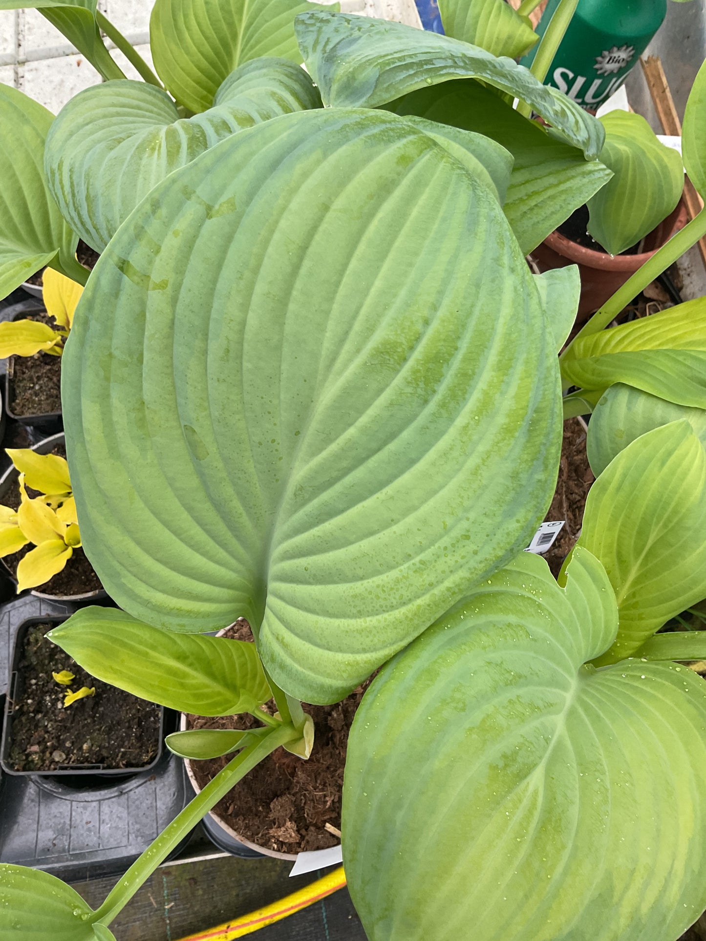 Hosta ‘Ambrosia’ P15