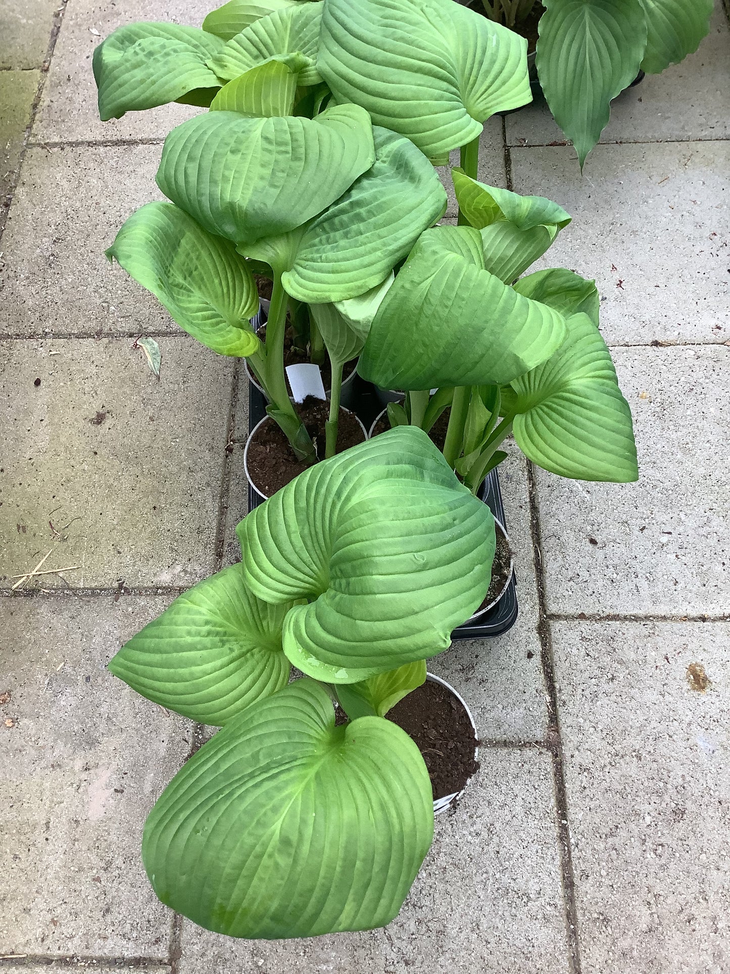 Hosta ‘Avocado’ P15