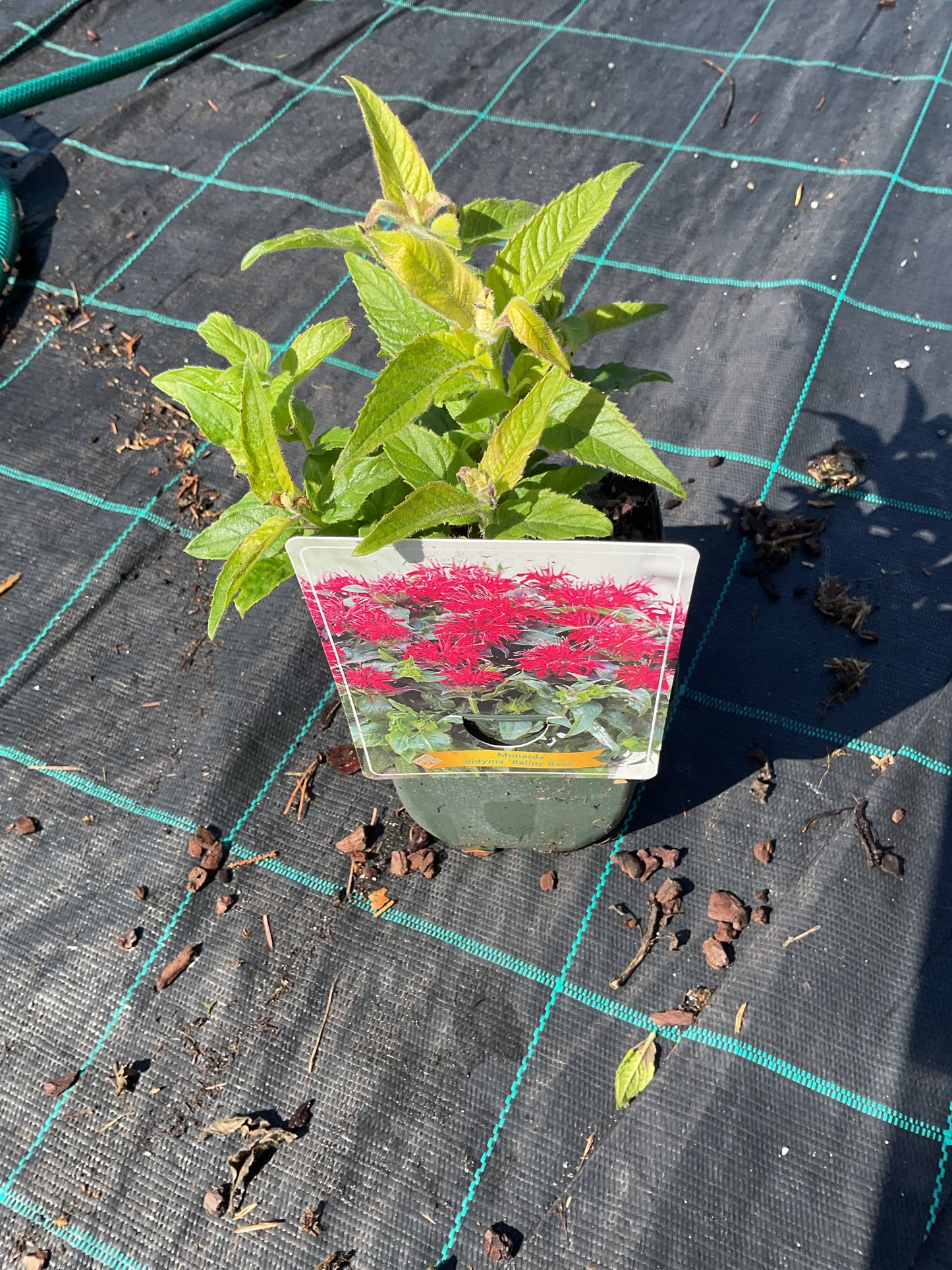 Monarda didyma ‘Balmy Rose’ P11x11