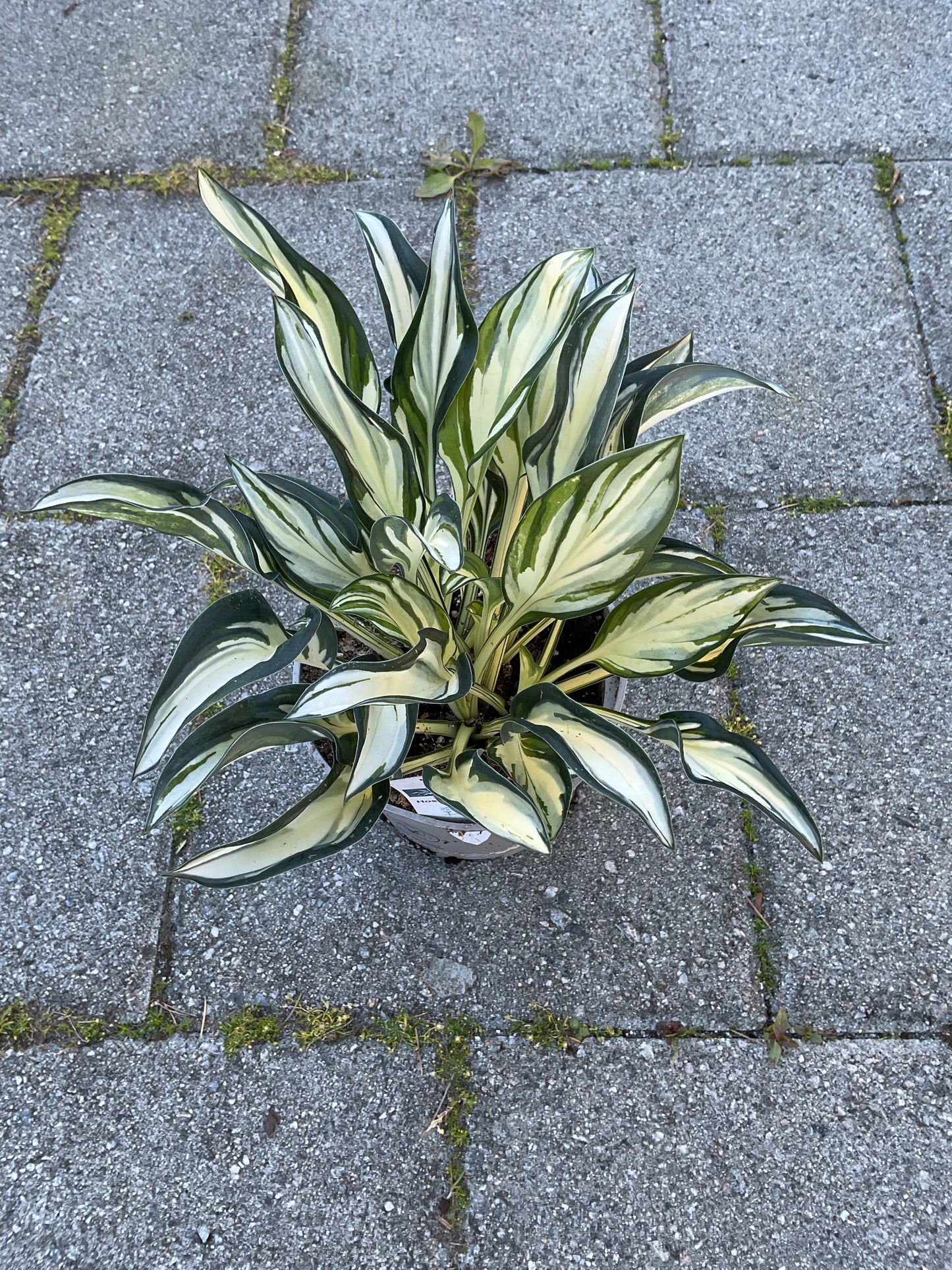 Hosta ‘Fireworks’ P15