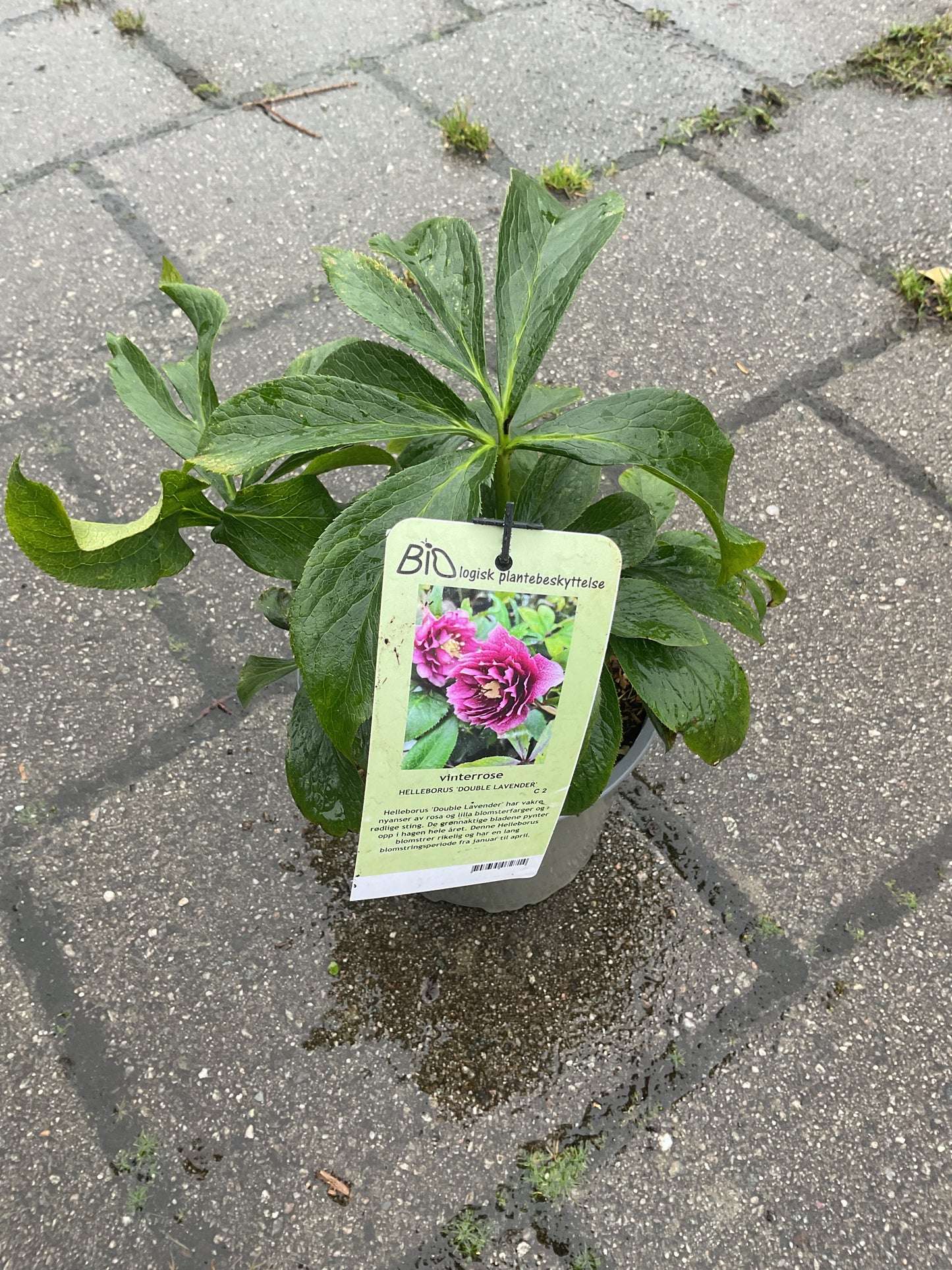 Helleborus orientalis ‘Double Lavender’ P17