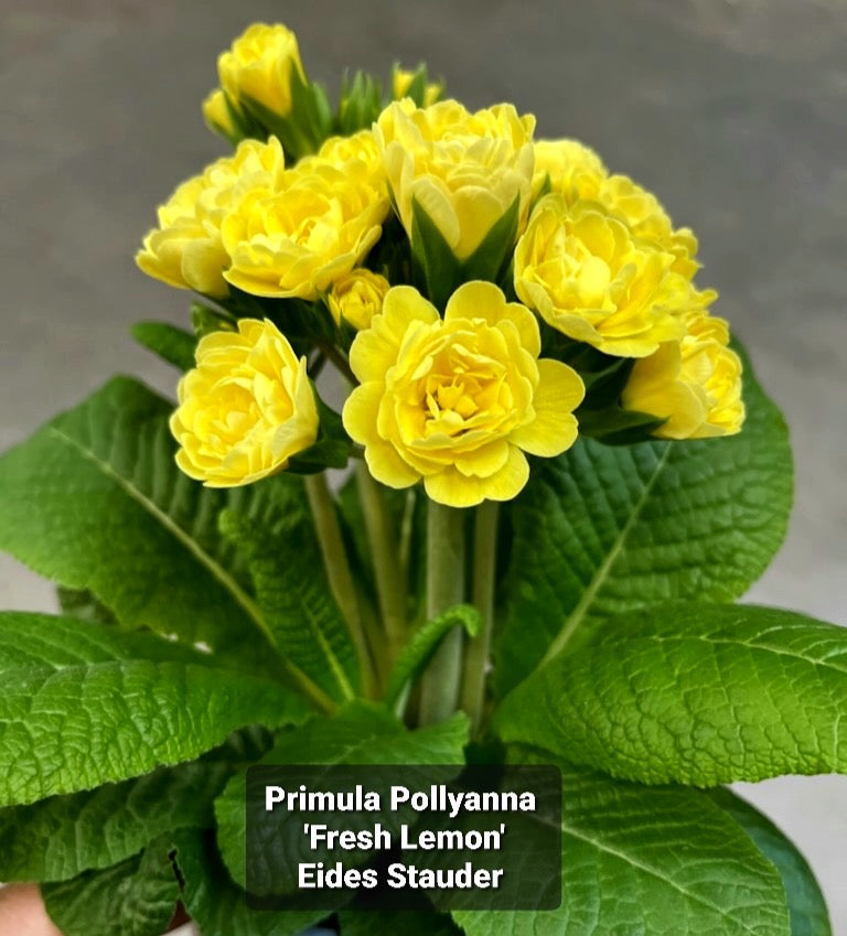 Primula Pollyanna ‘Fresh Lemon’