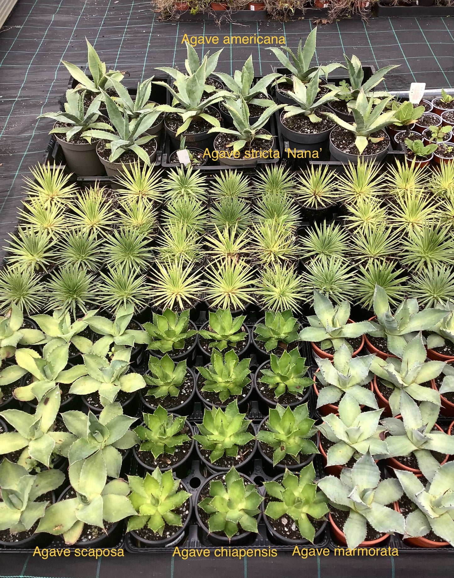 Agave stricta ‘Nana’ P14