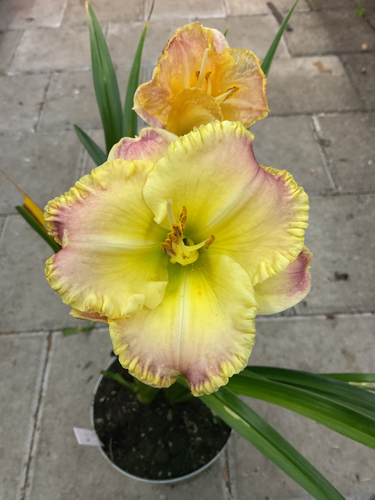 Hemerocallis ‘Blushing Ruffles’ P19