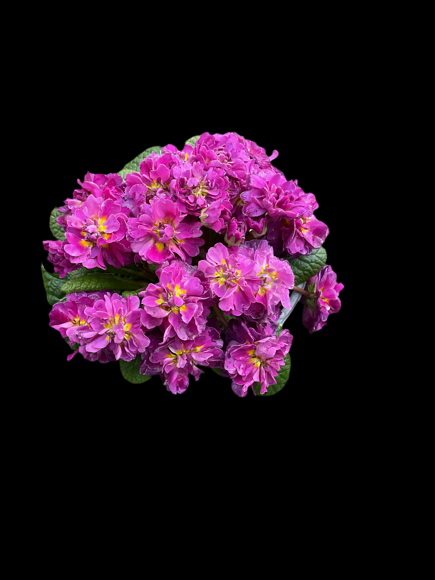 Primula Belarina ‘Purple Diamond’ P13