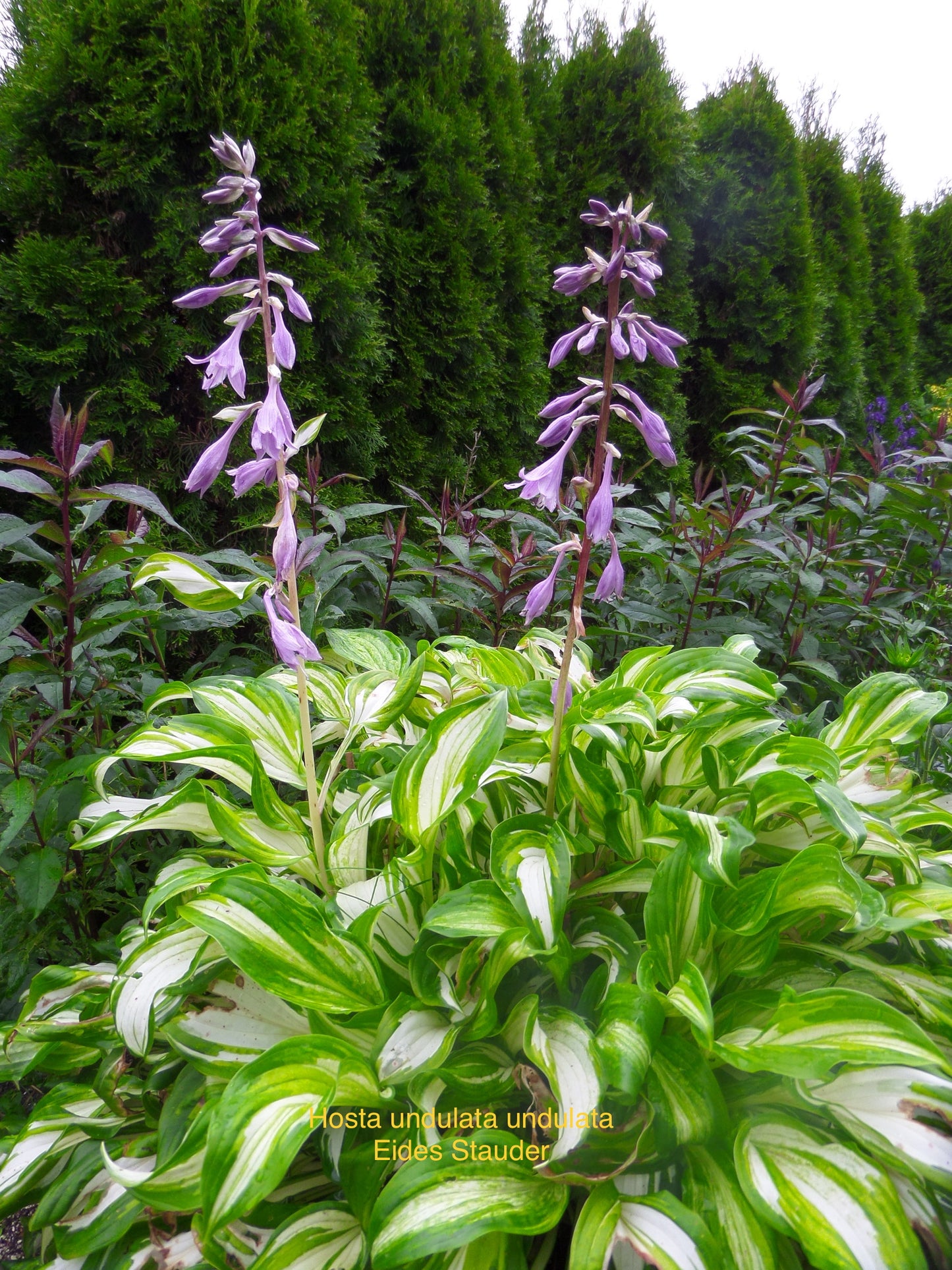 Hosta ‘Undulata Undulata’