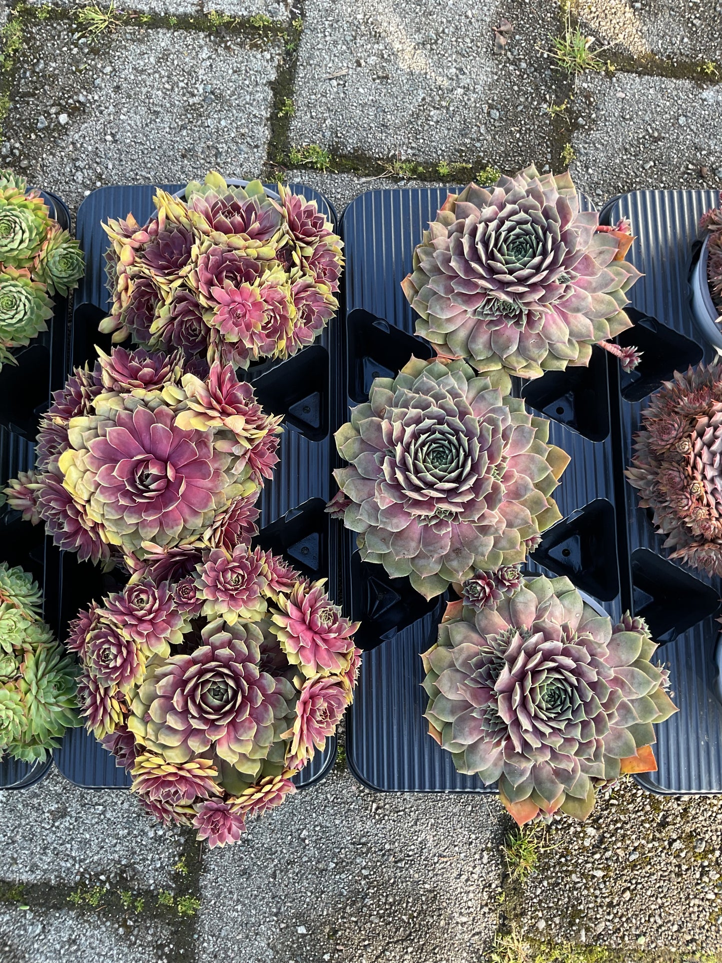 Sempervivum ‘Big Sam’™️ ‘Purple Quartz’ P17