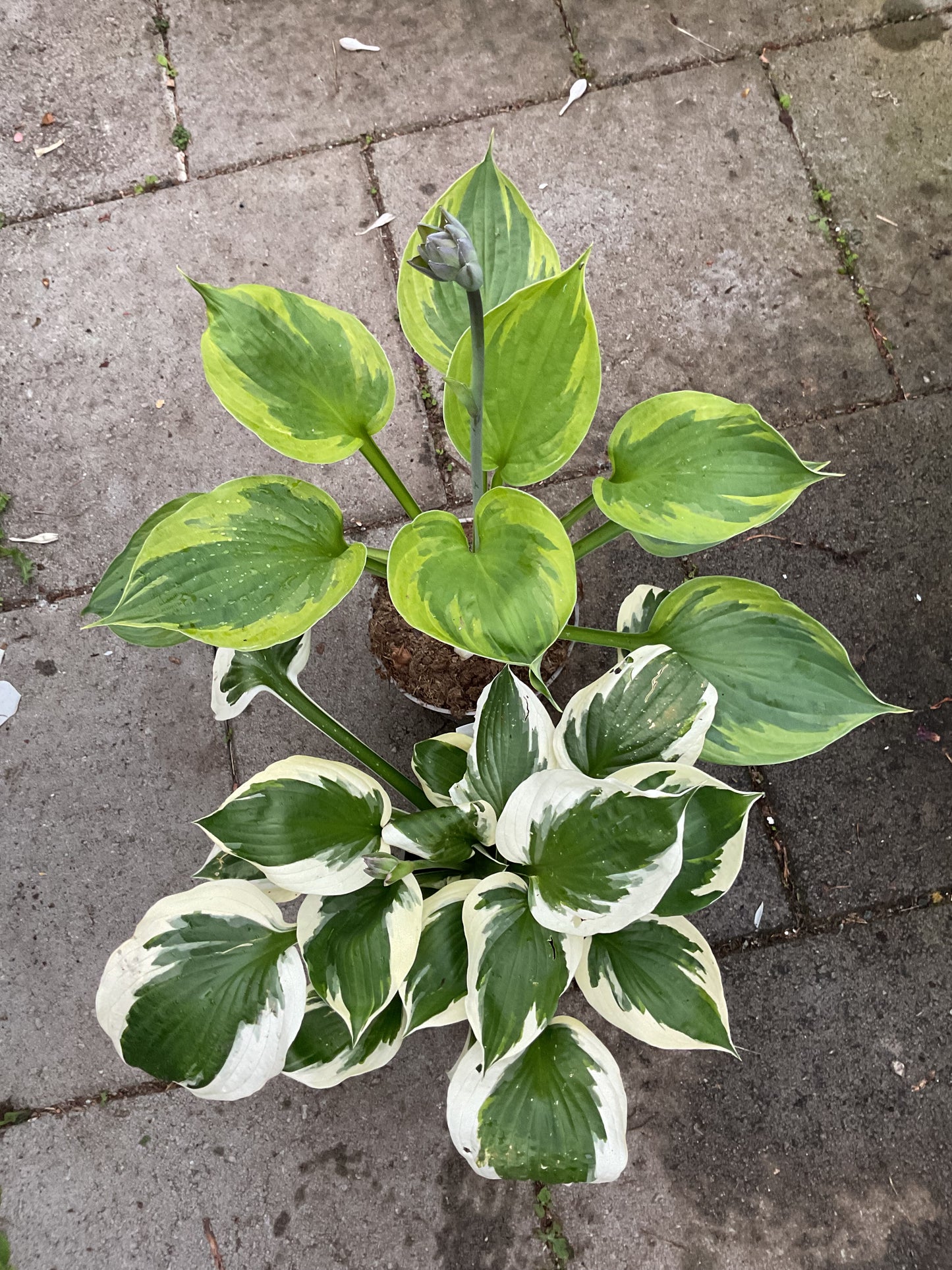 Hosta ‘Green Patriot’