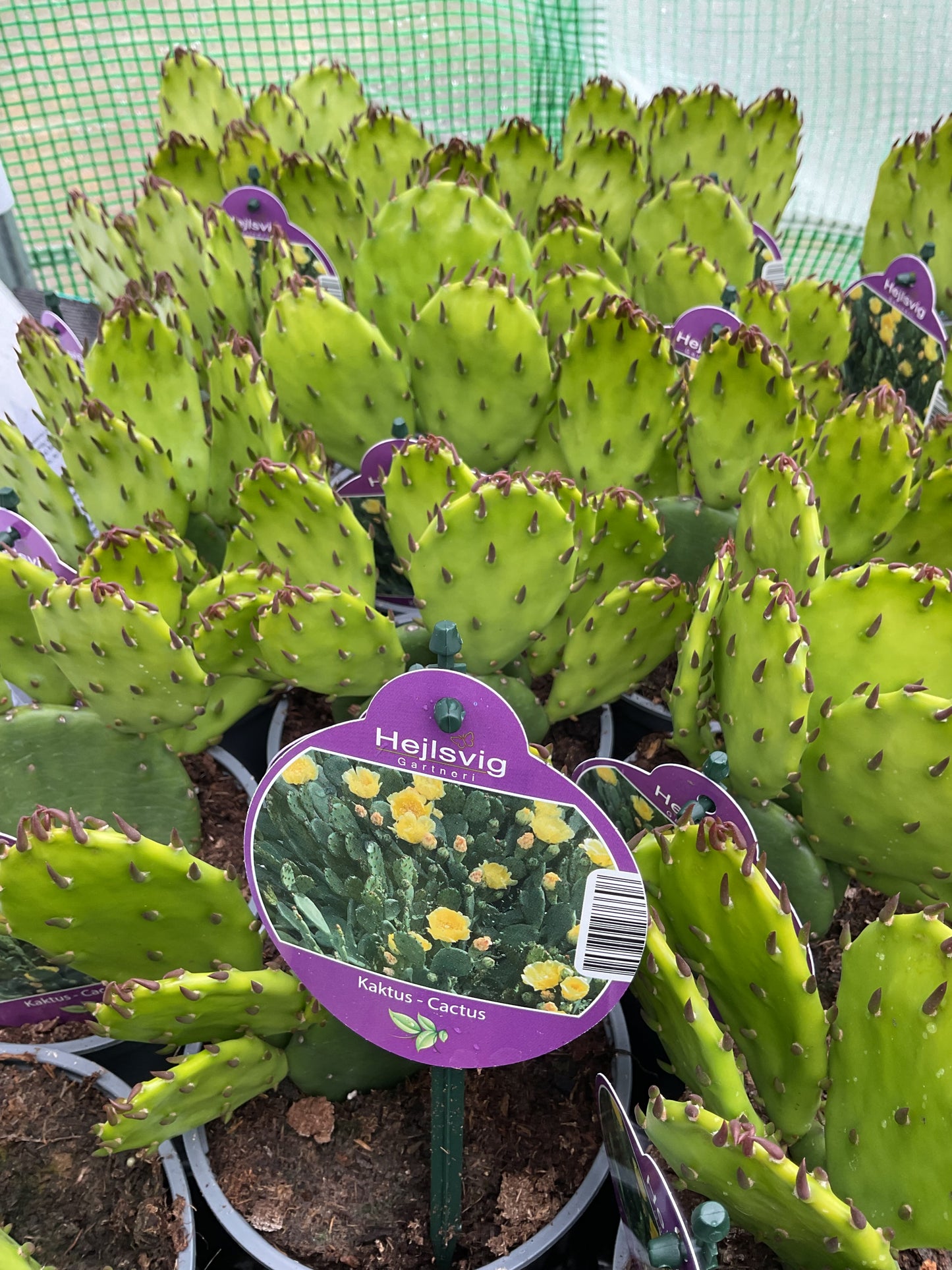 Opuntia humifusa