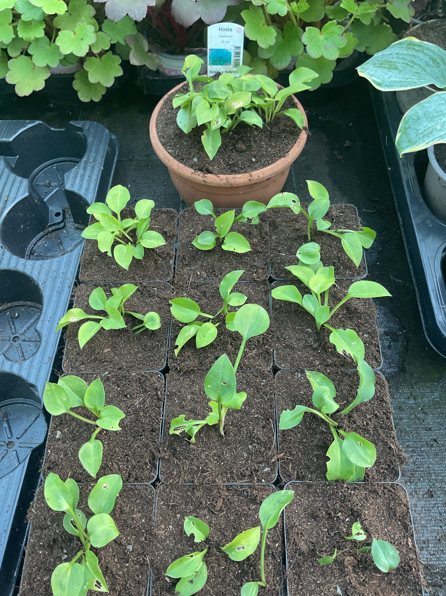 Hosta ‘Teaspoon’