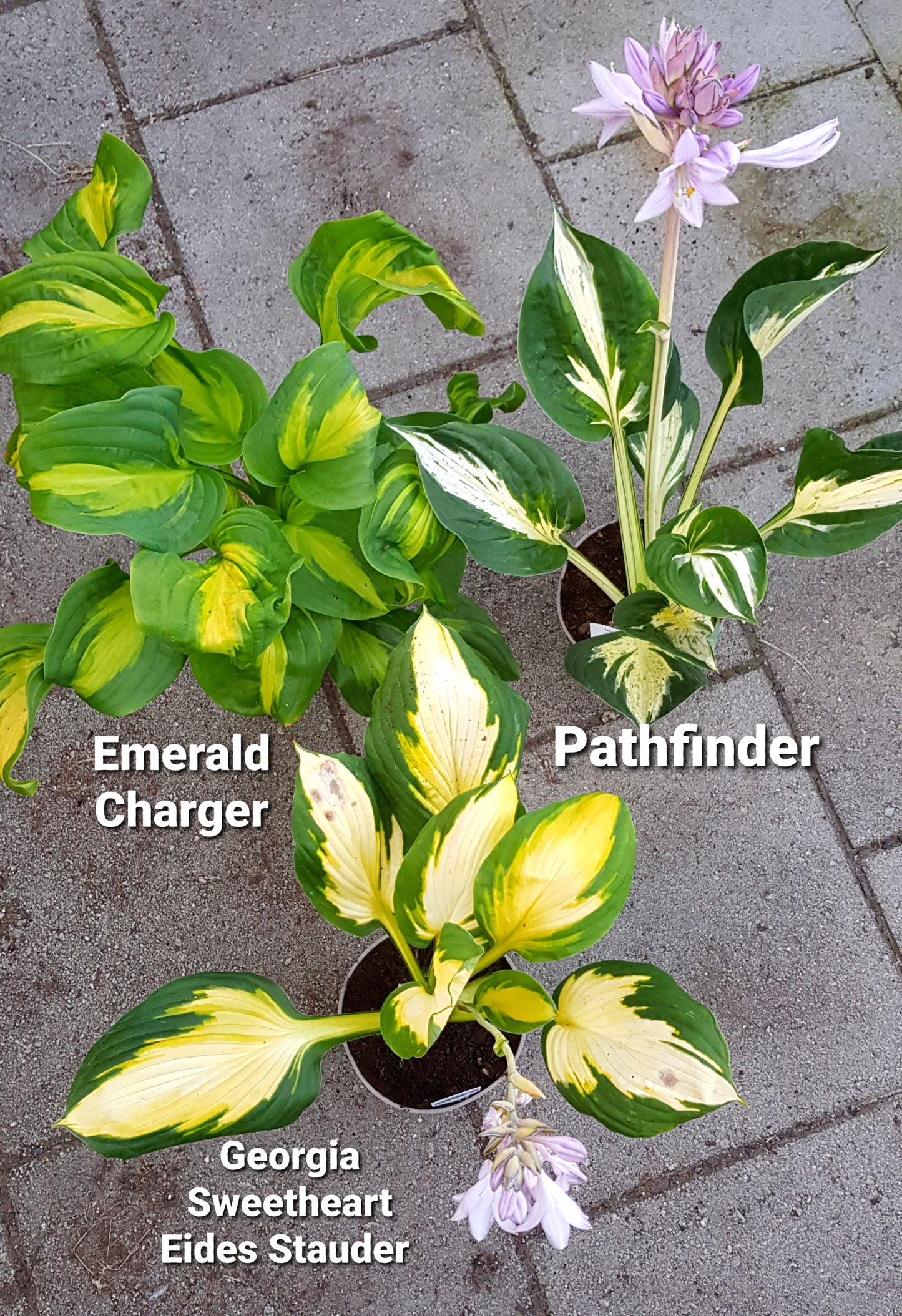 Hosta ‘Emerald Charger’