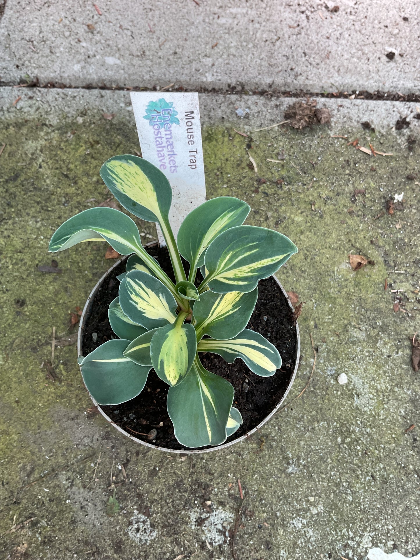 Hosta ‘Mouse Trap’