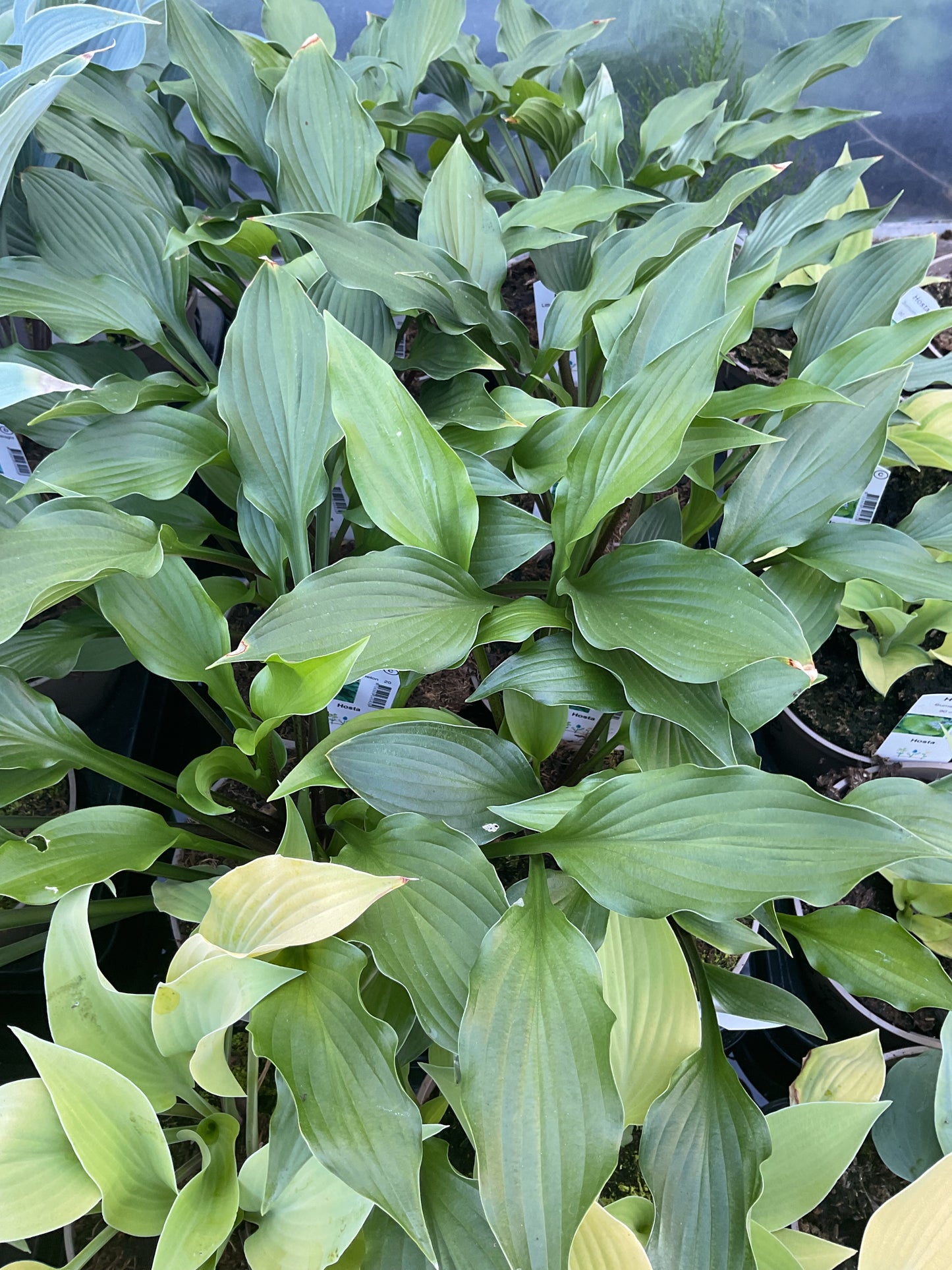 Hosta ‘Chris’ Little Watermelon’ P15