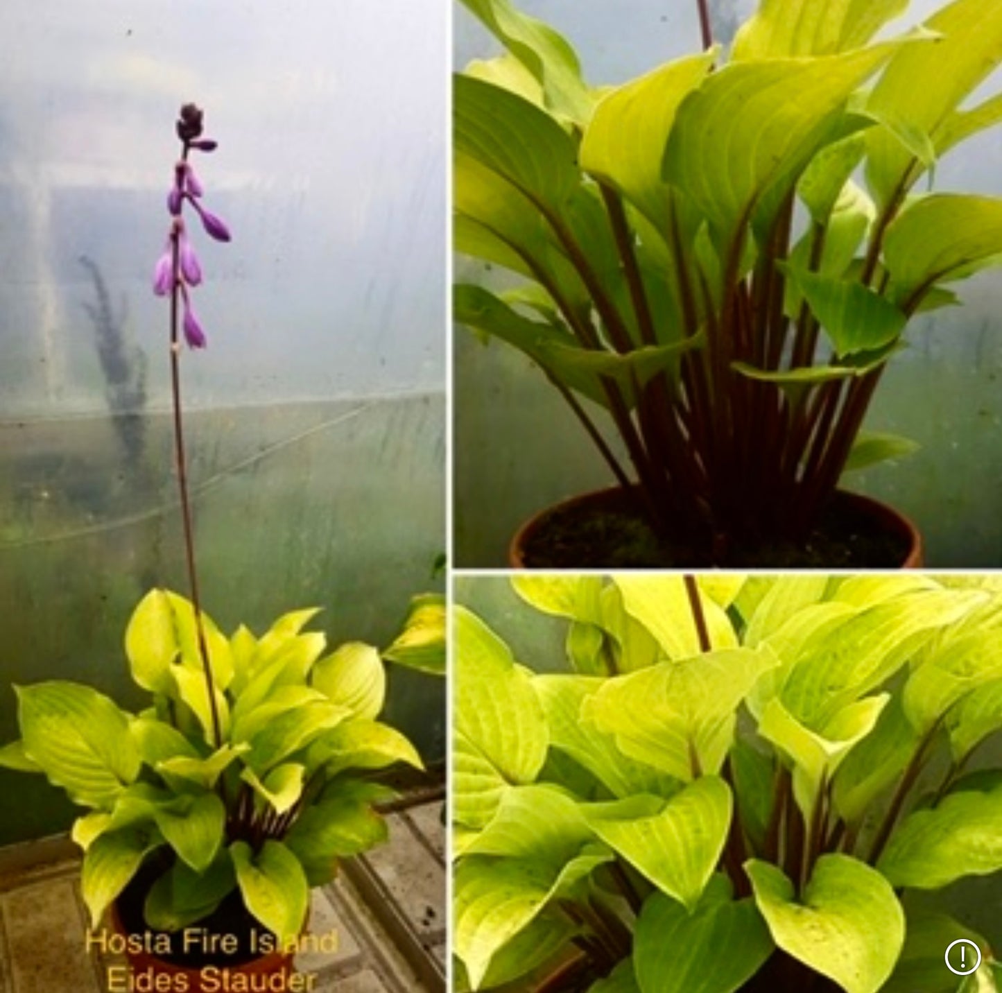 Hosta ‘Fire Island’