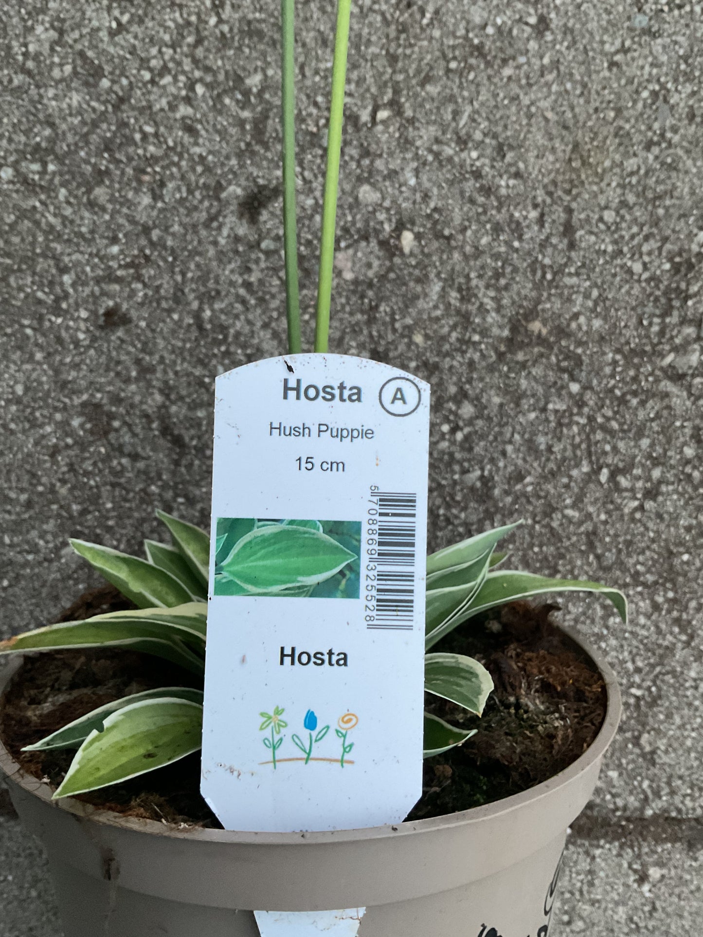 Hosta ‘Hush Puppie’ P15