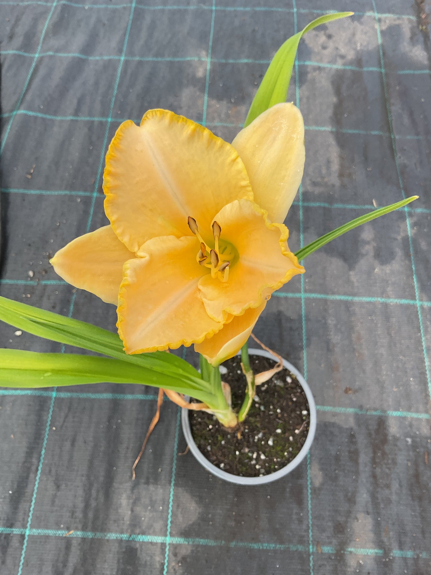 Hemerocallis ‘Baley Hay’ P12
