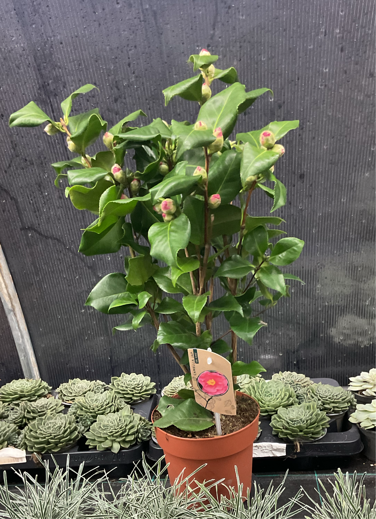 Camellia japonica ‘Dr. King’