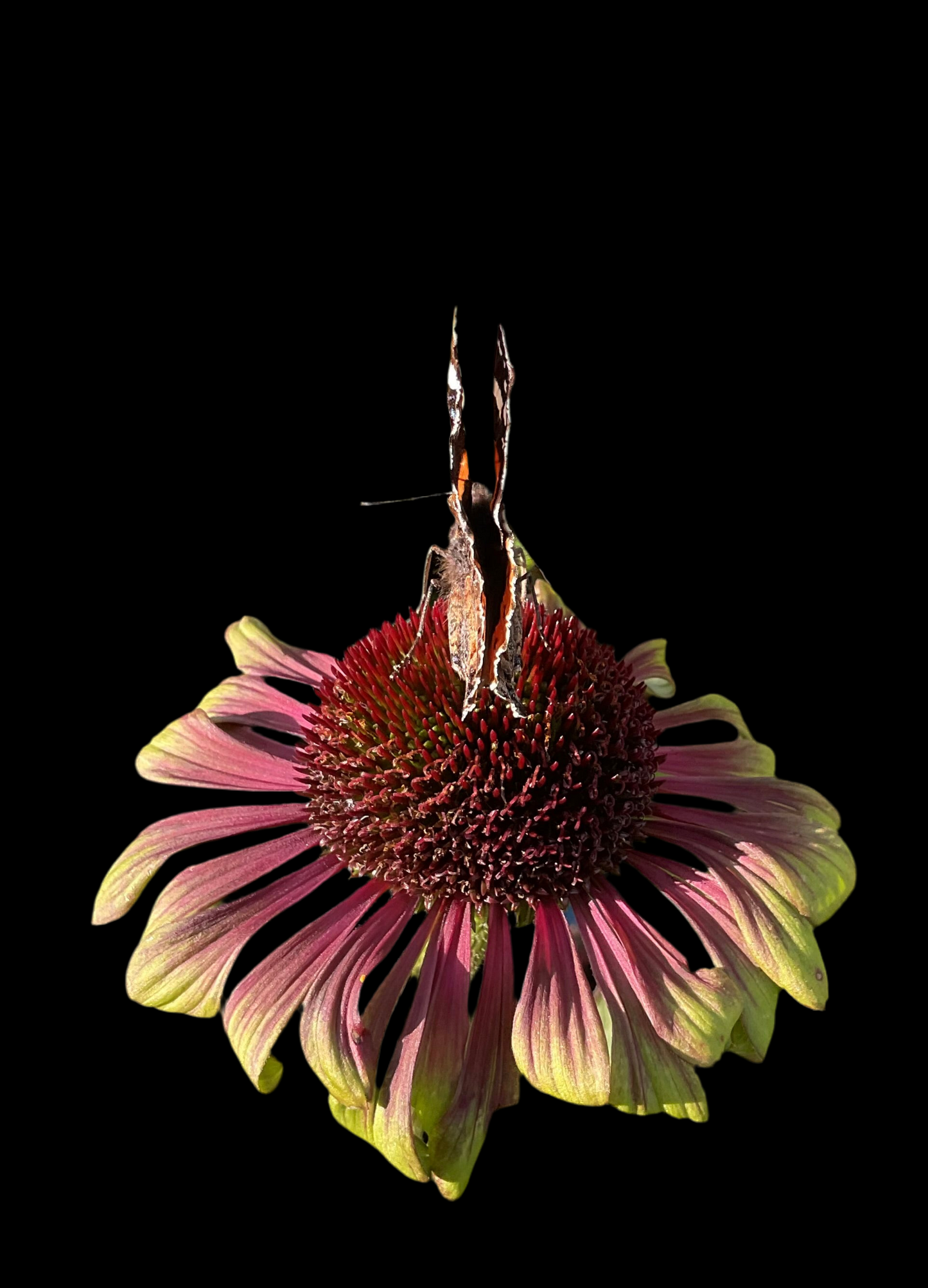 Echinacea ‘Green Twister’