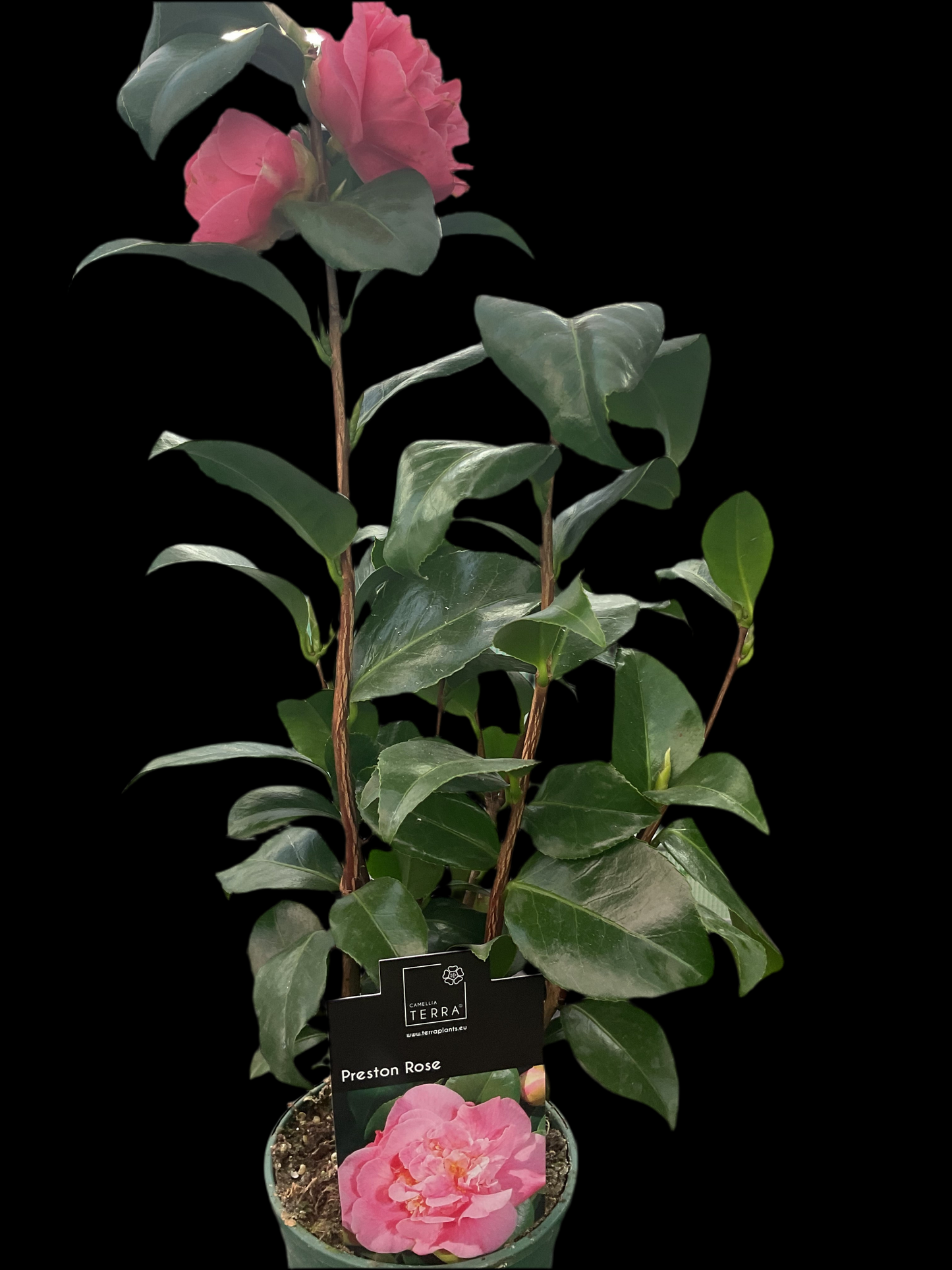 Camellia japonica ‘Preston Rose’ P12