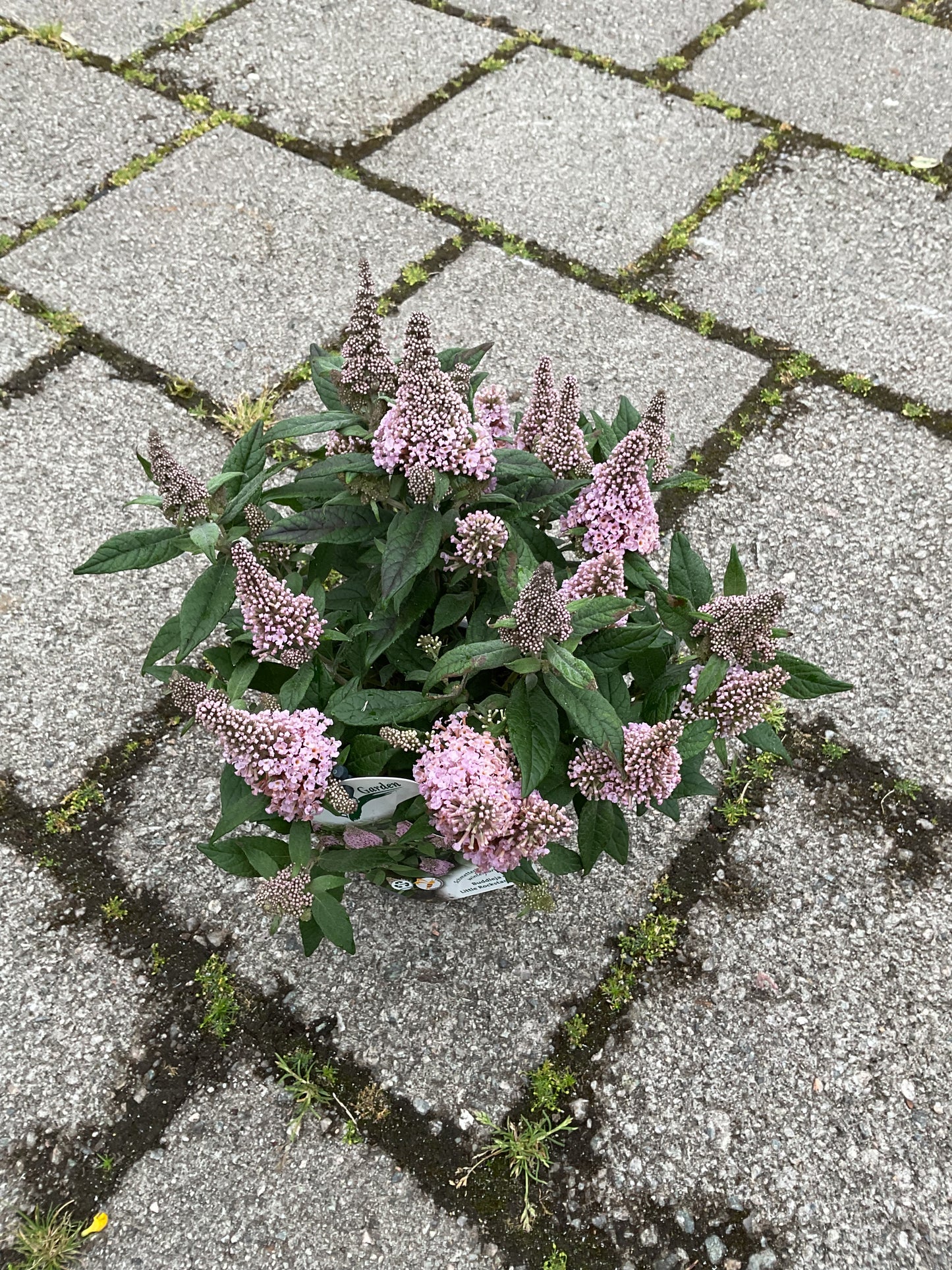Buddleia davidii ‘Little Rockstars’®️ Pink P13