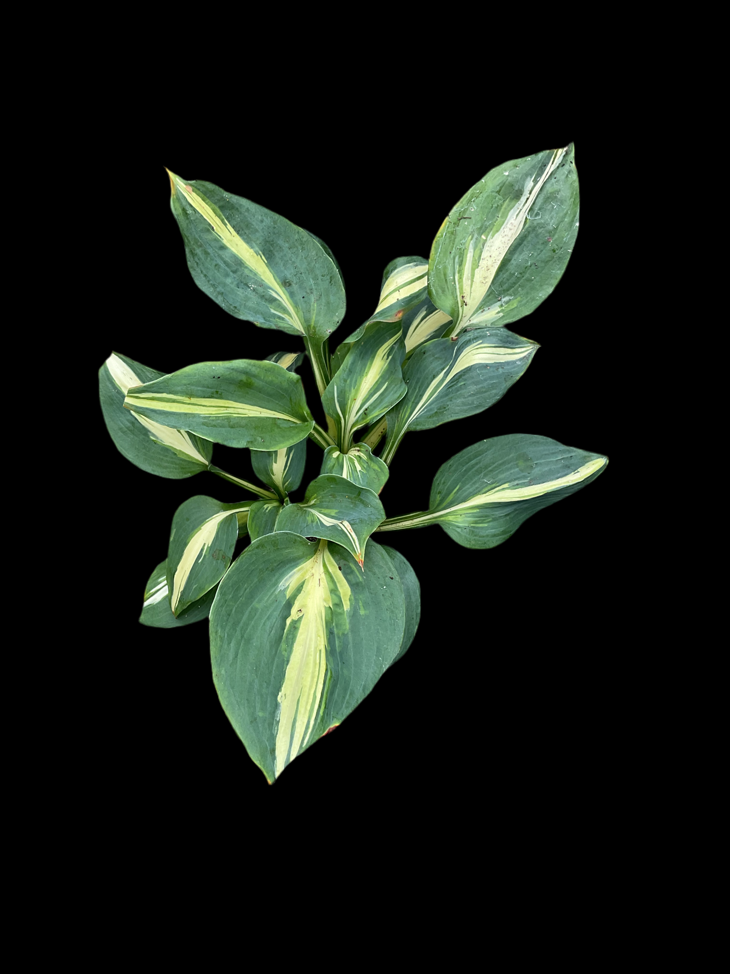 Hosta ‘Dream Weaver’