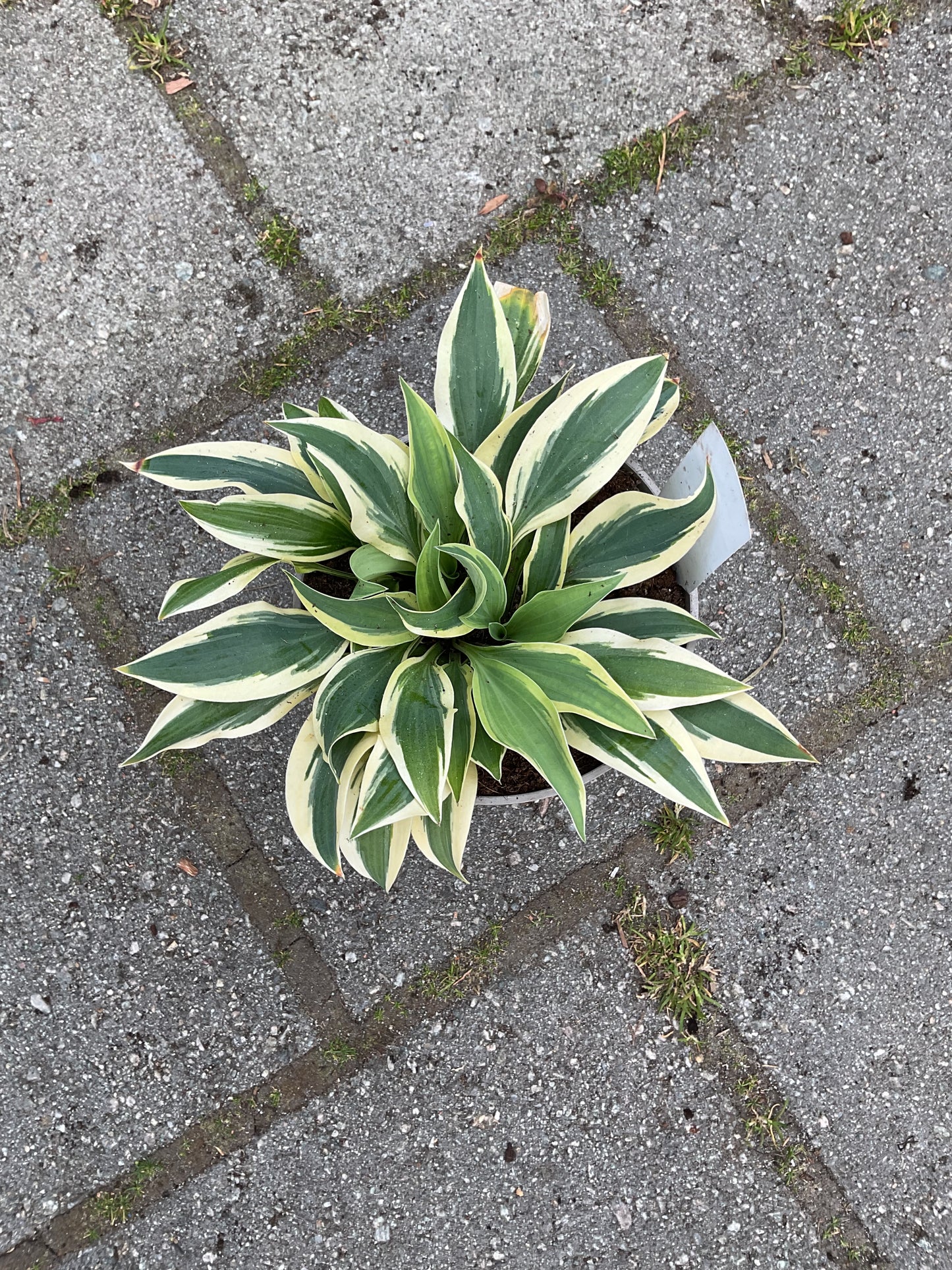 Hosta ‘Lakeside Dragonfly’