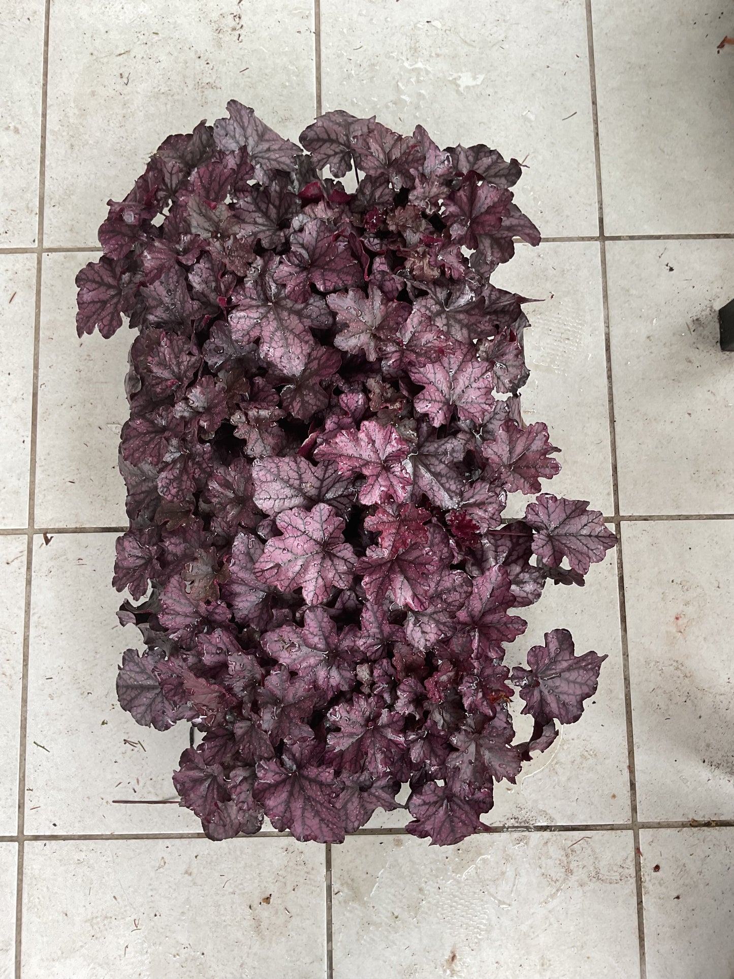 Heuchera ‘Mulberry’ P15