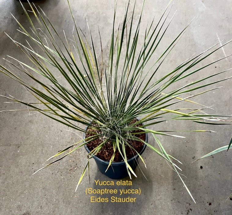 Yucca elata (Soaptree Yucca) 3,5 ltr