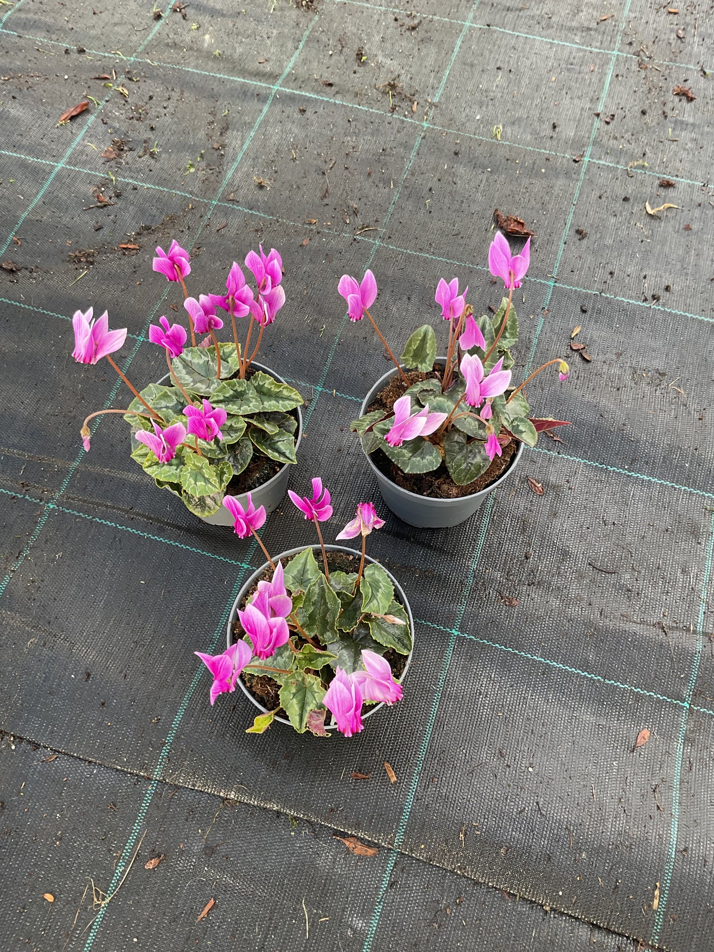Cyclamen hederifolium Kolleksjon av 6 stk