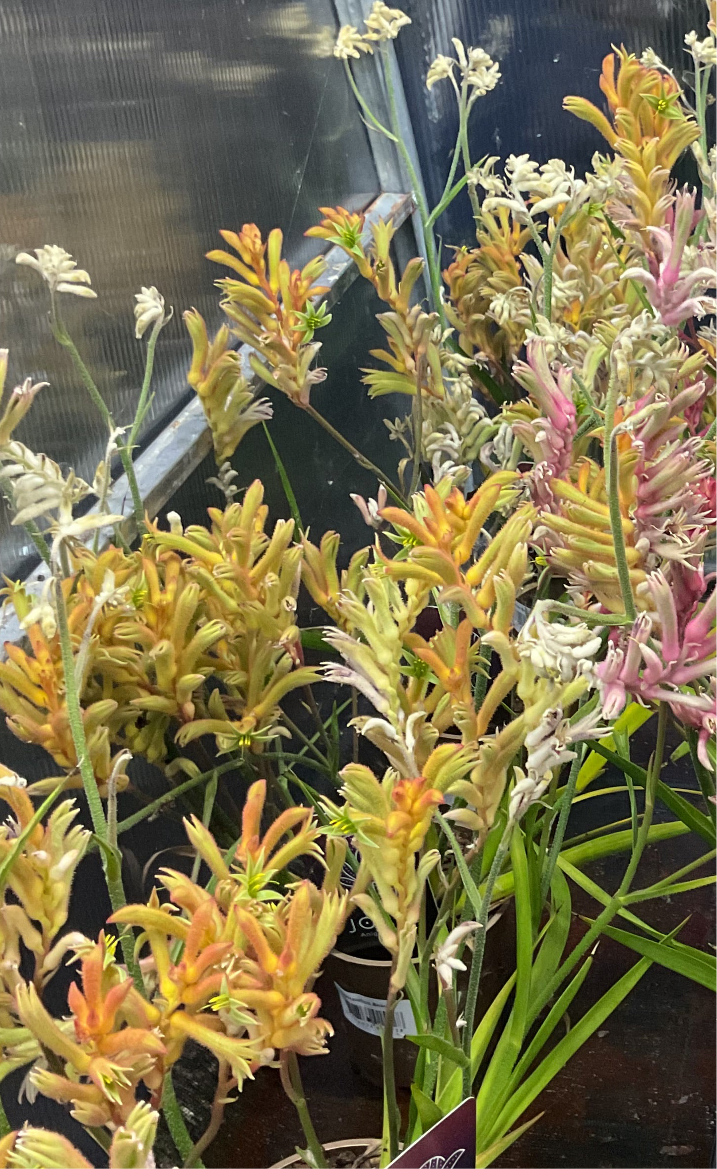 Anigozanthos ‘Beauty Orange’ P12