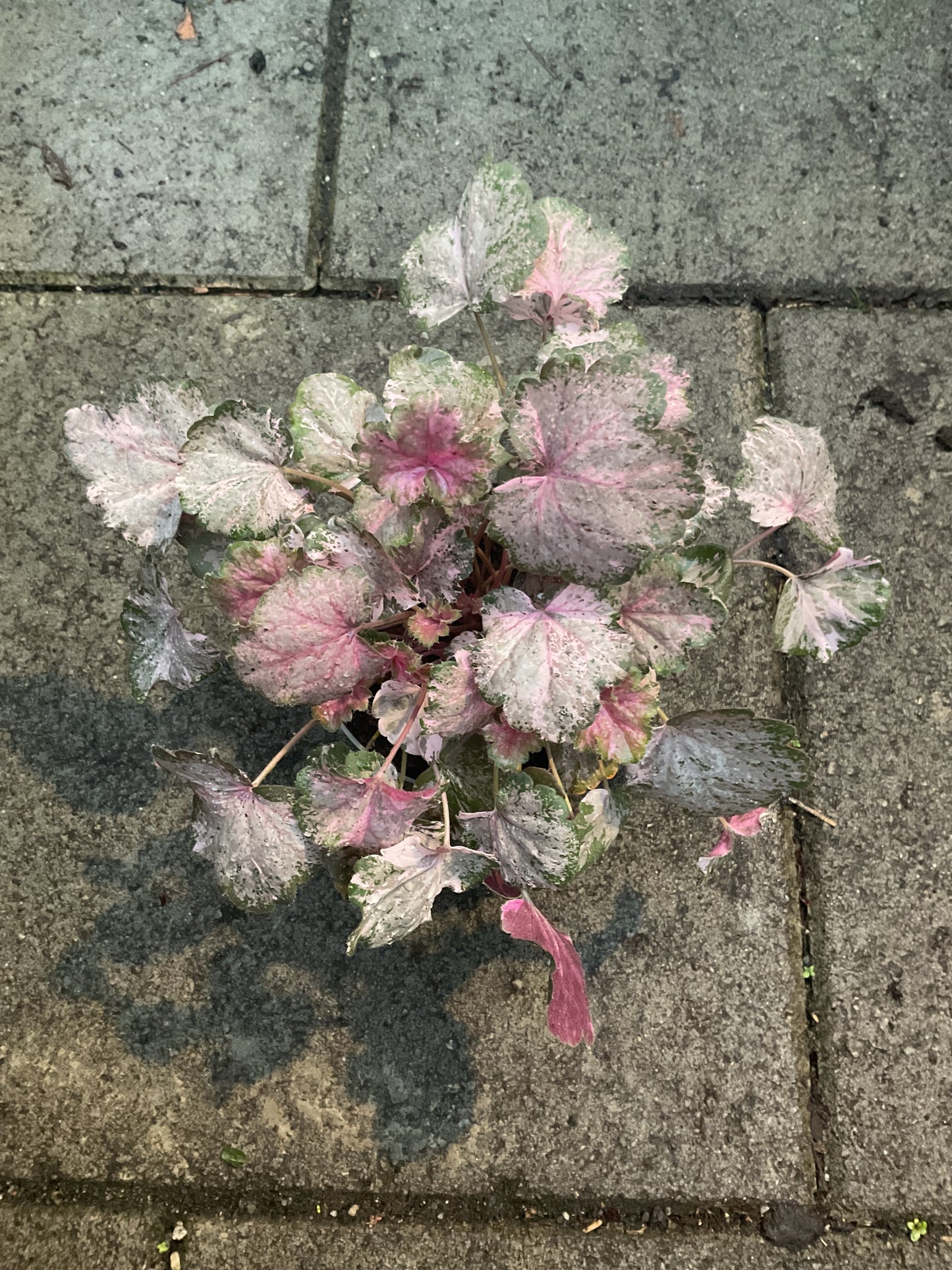 Heuchera ‘Pinky Panky’ P11